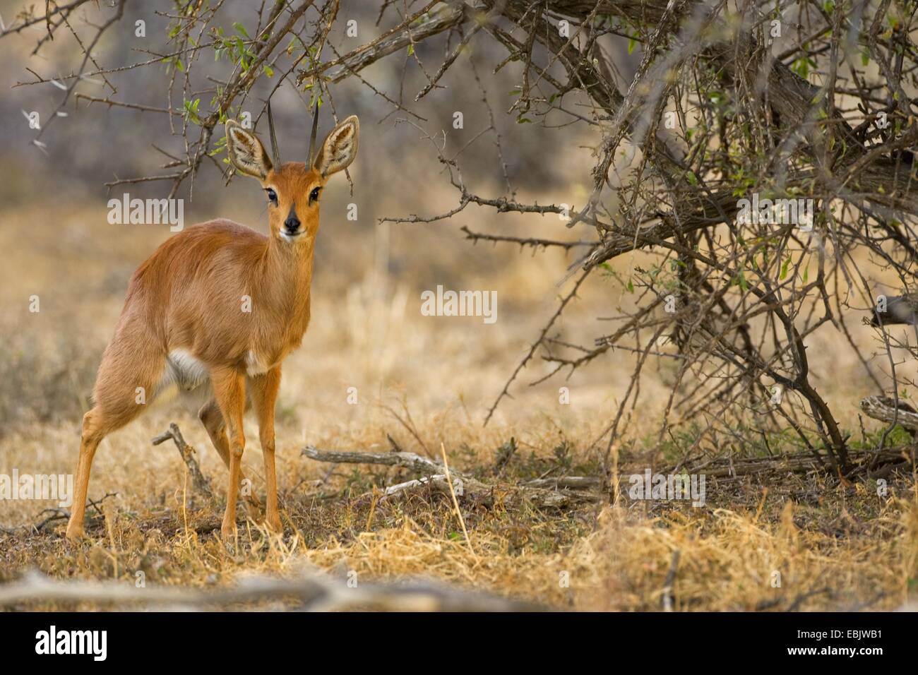 steenbok (Raphicerus campestris), in savannah, South Africa, Eastern Cape, Mountain Zebra National Park Stock Photo
