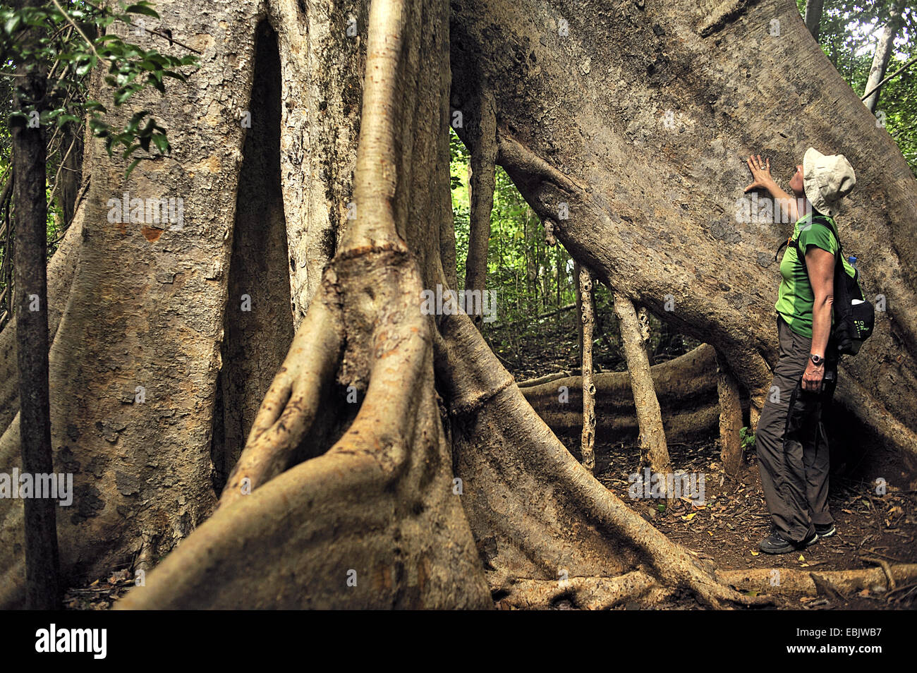 woman standing at tree trunk, Madagascar, Ankarana National Park Stock Photo