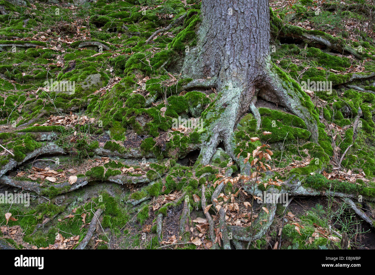 Norway spruce (Picea abies), tree roots, Germany, Saxony, Saxon Switzerland National Park, Elbsandsteingebirge Stock Photo