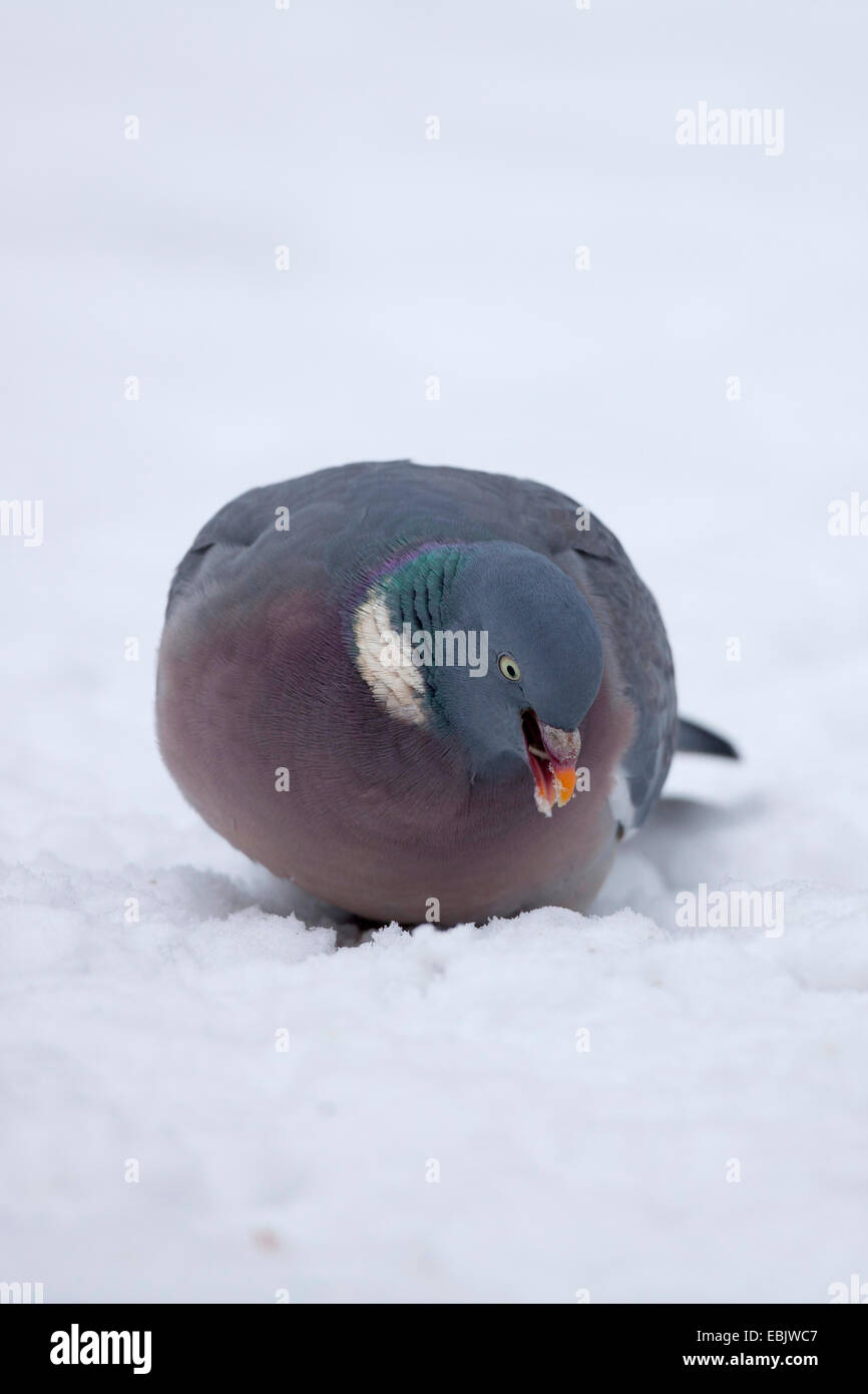 wood pigeon (Columba palumbus), searching food in snow, Germany, North Rhine-Westphalia Stock Photo