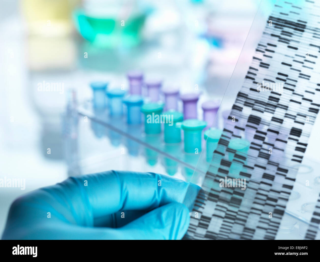 Scientist holding DNA gel in front of samples for testing in laboratory Stock Photo