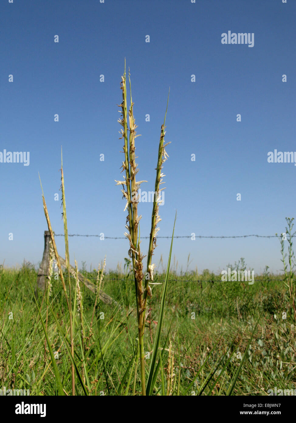 Common Cordgrass (Spartina anglica), blooming in a salt marsh, Germany, Baltrum, Lower Saxony Wadden Sea National Park Stock Photo