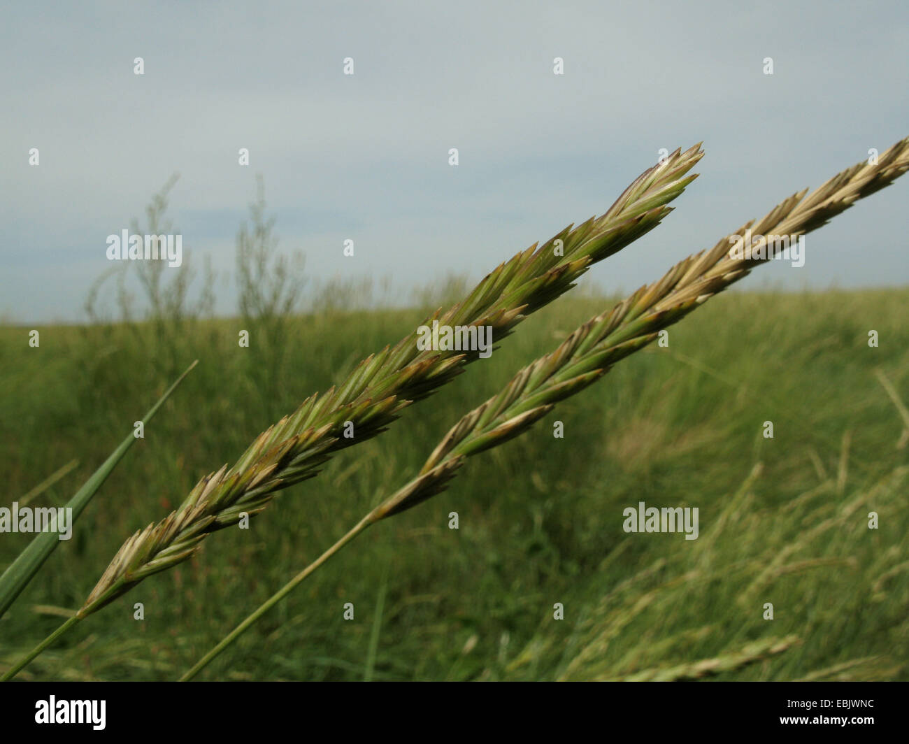 Sea couch grass (Elymus athericus, Agropyron pungens), spikes, Germany, Lower Saxony, Baltrum Stock Photo