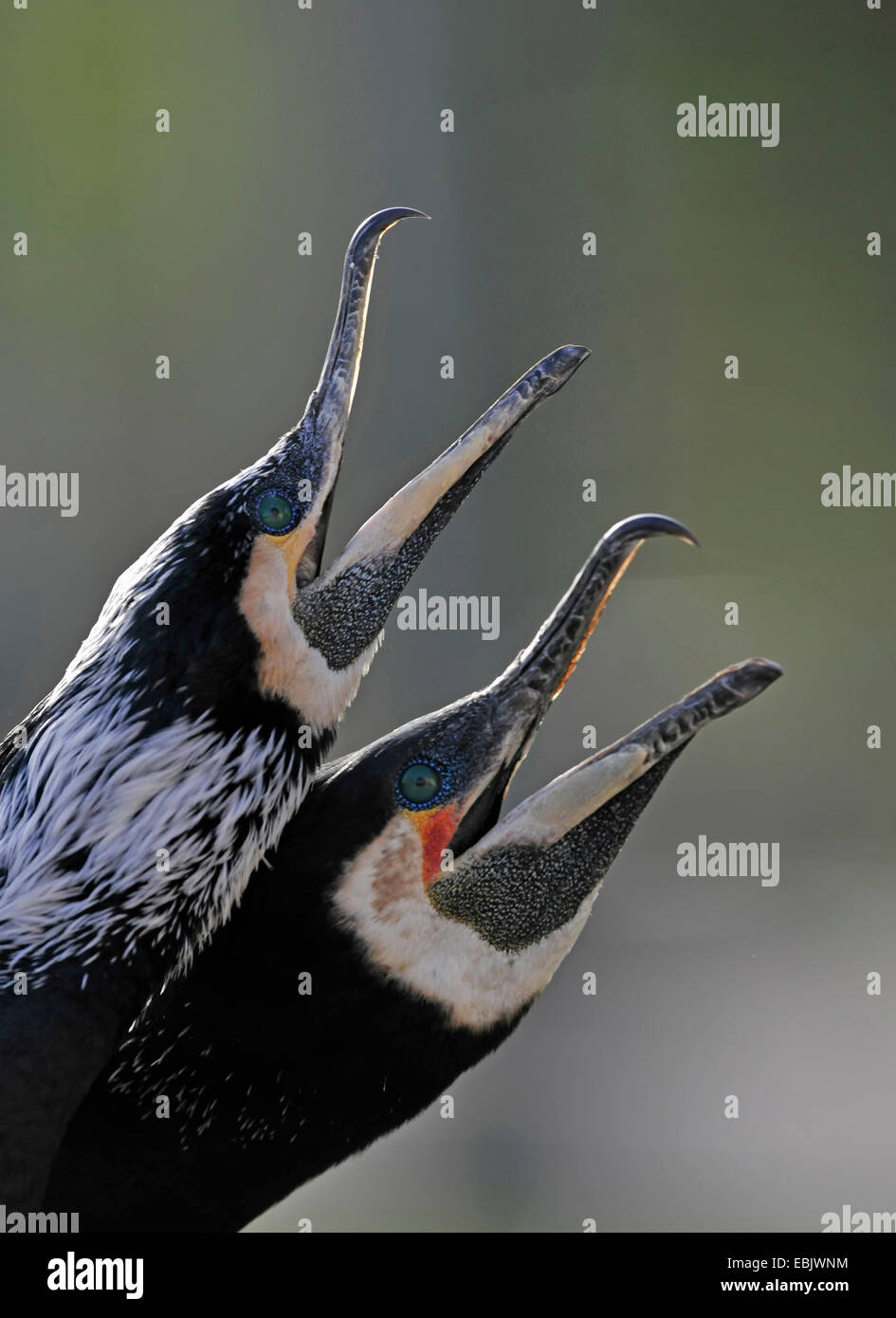 great cormorant (Phalacrocorax carbo), portrait of a couple calling aggressively, Germany Stock Photo