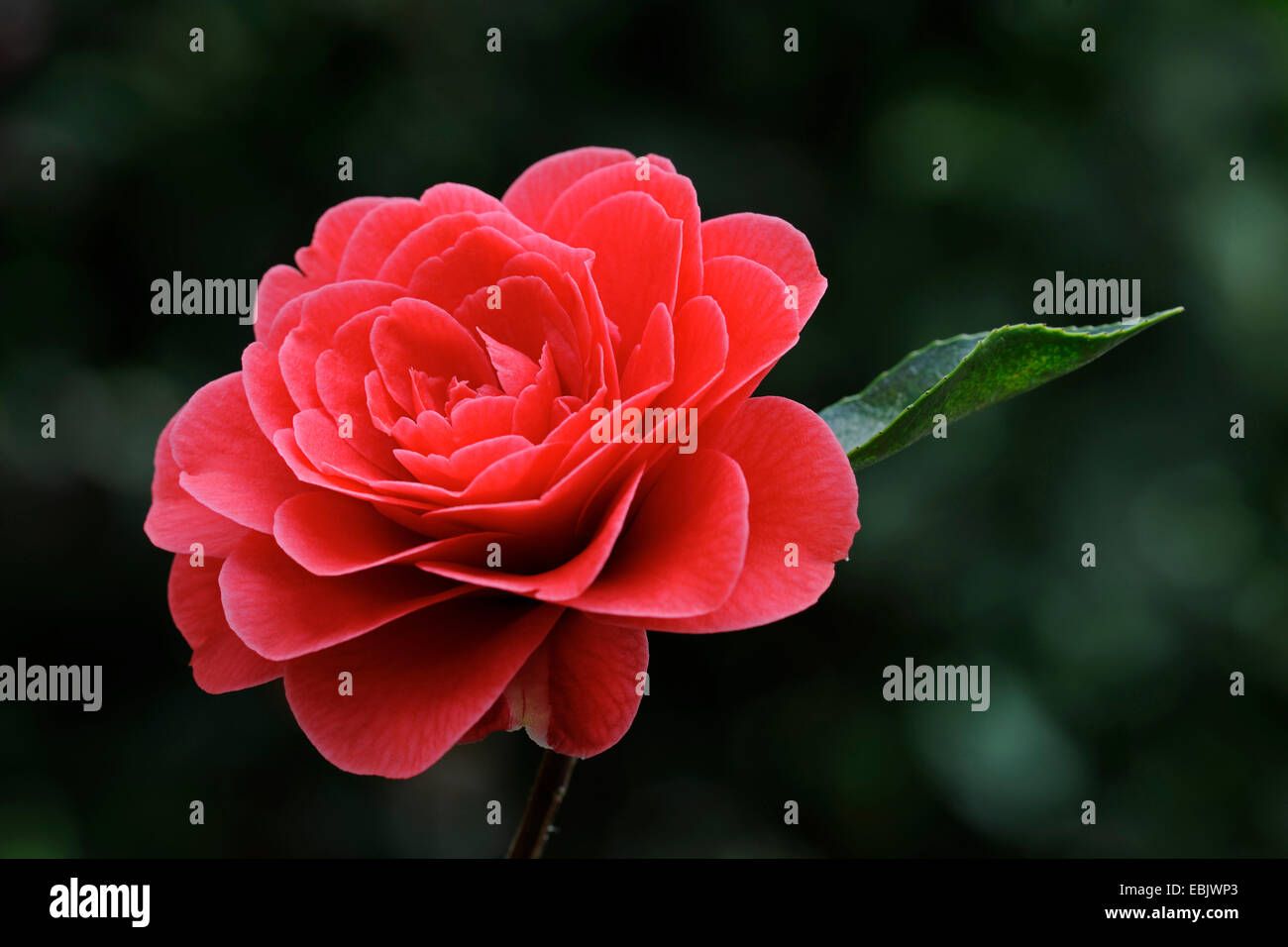 Japanese camellia (Camellia japonica), single flower Stock Photo