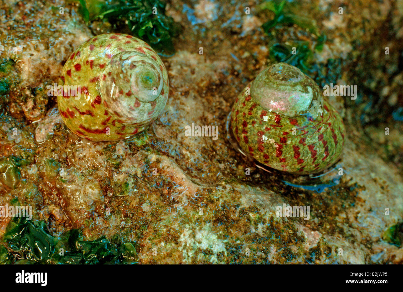 Monodonta mutabilis, Phorcus mutabilis  (Monodonta mutabilis, Phorcus mutabilis ), two exemplars on wet rock Stock Photo