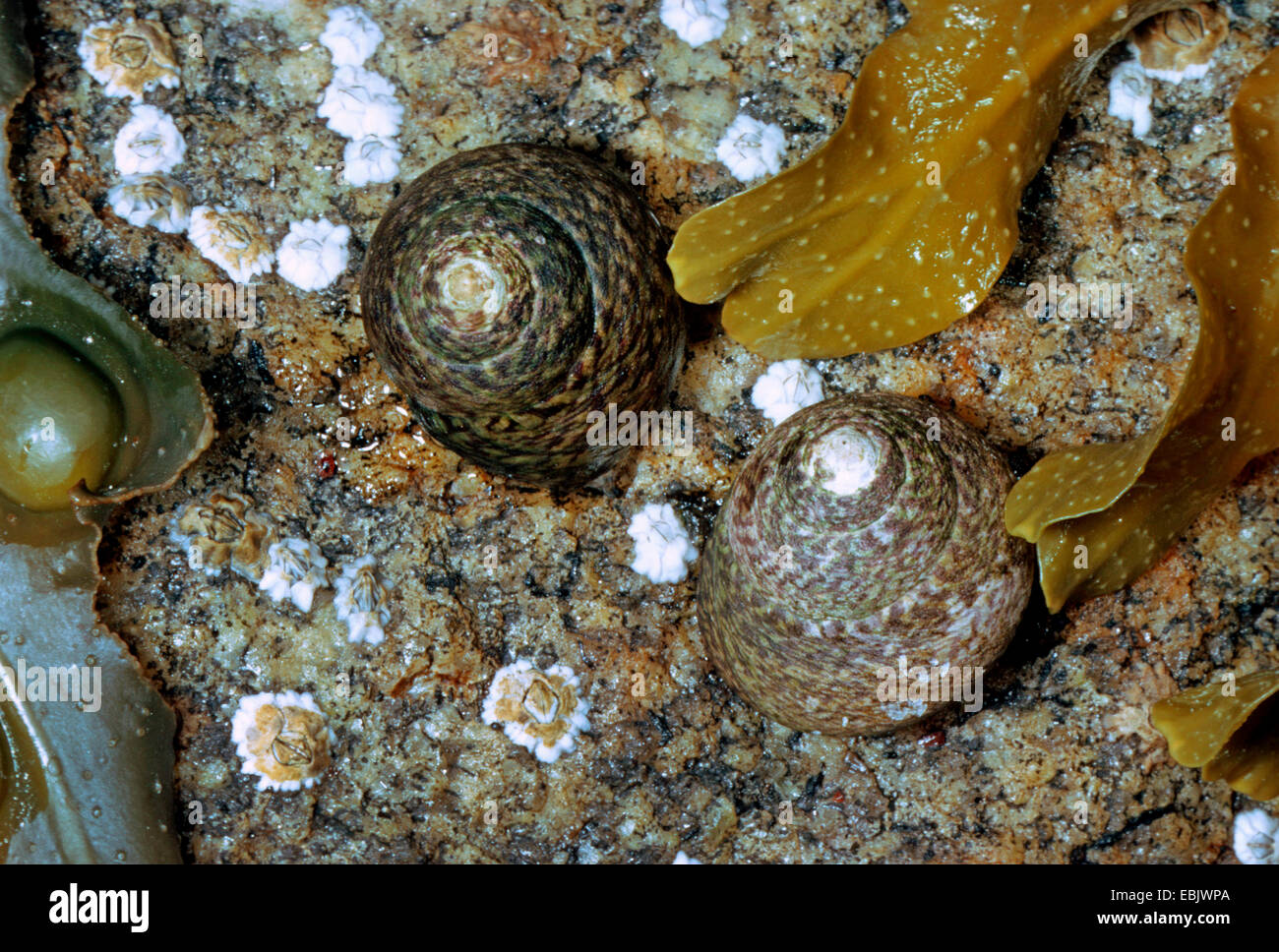 lined topsnail, lined top shell, toothed top shell, thick top shell (Monodonta lineata), two exemplars at a rock among algae Stock Photo