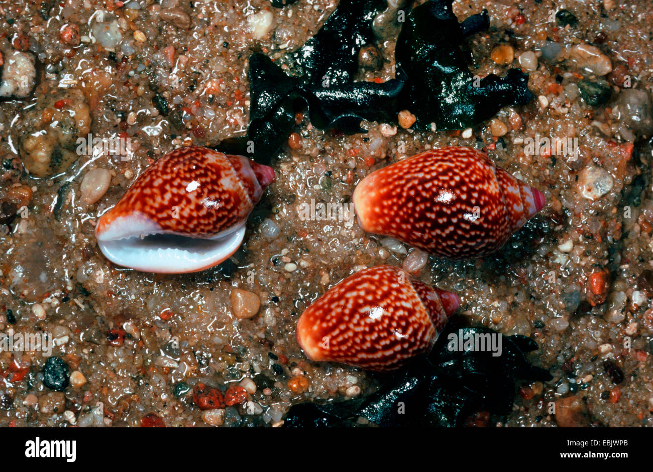 rustic dovesnail, rustic dove shell (Columbella rustica), three exemplars in wet sand Stock Photo