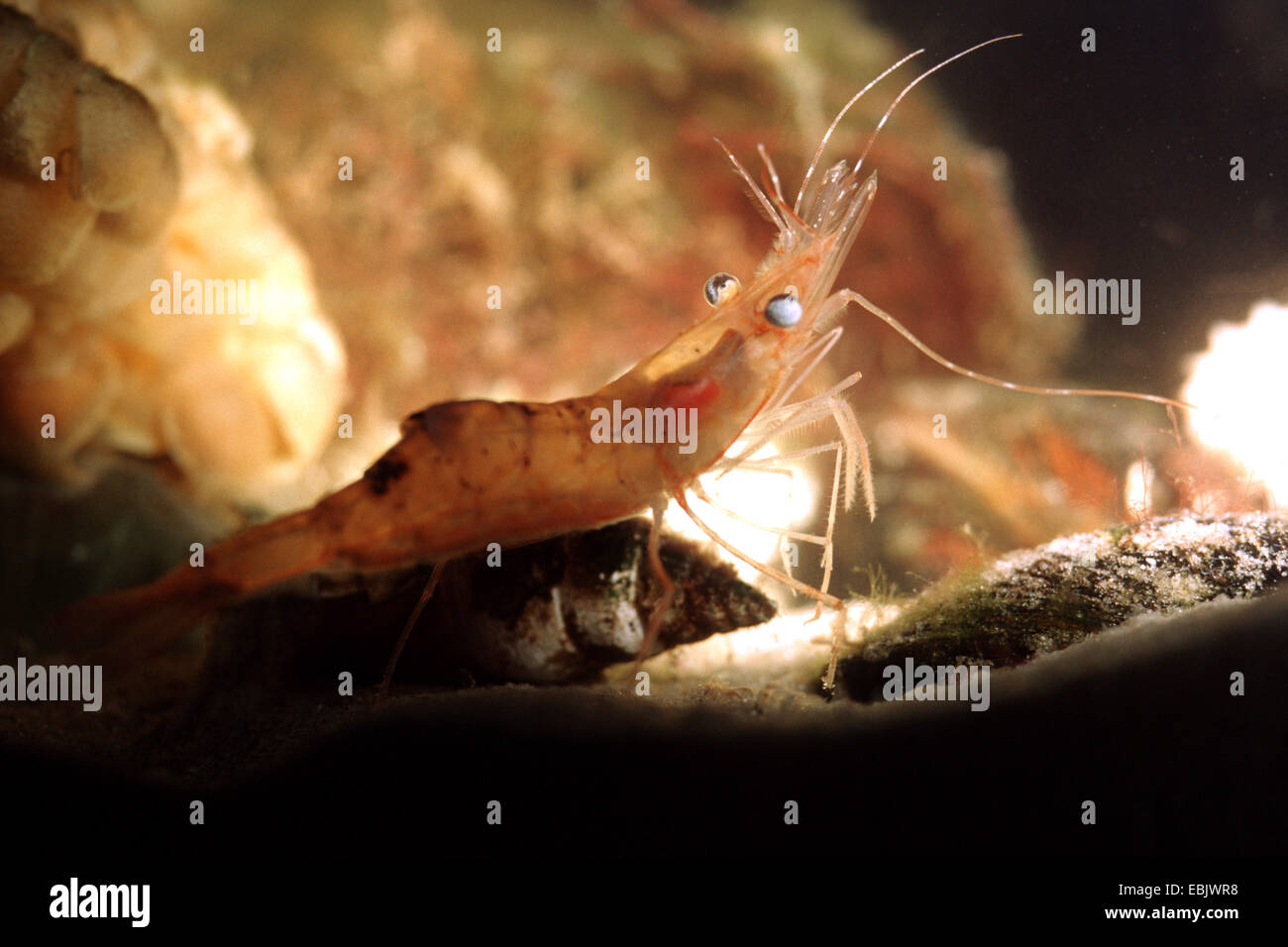northern shrimp, pink shrimp, northern pink shrimp (Pandalus borealis, Pandalus eous) Stock Photo