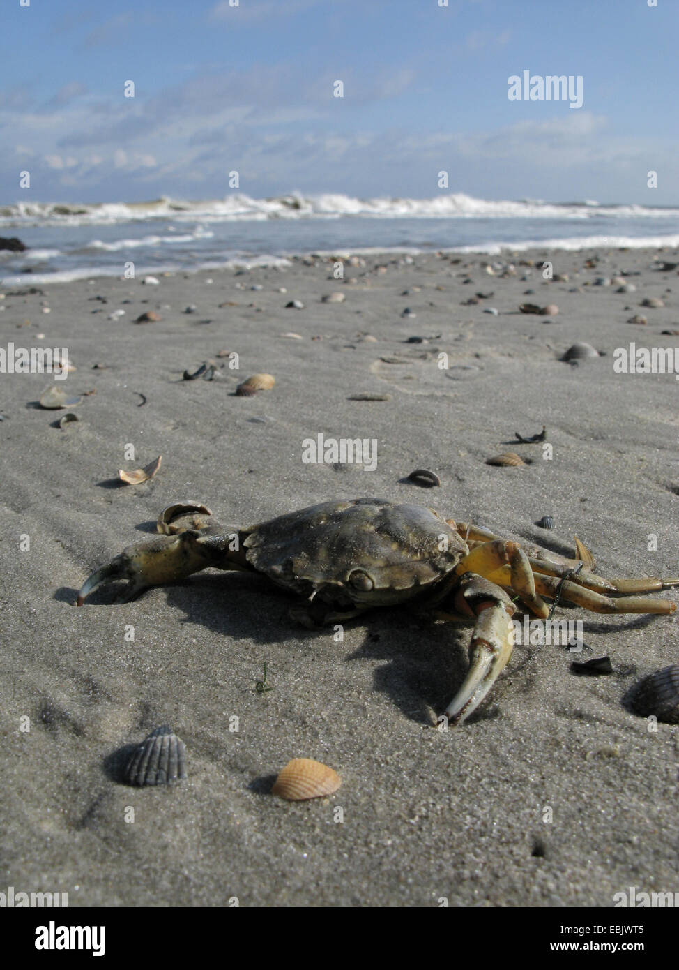 Atlantic blue crab hires stock photography and images Alamy