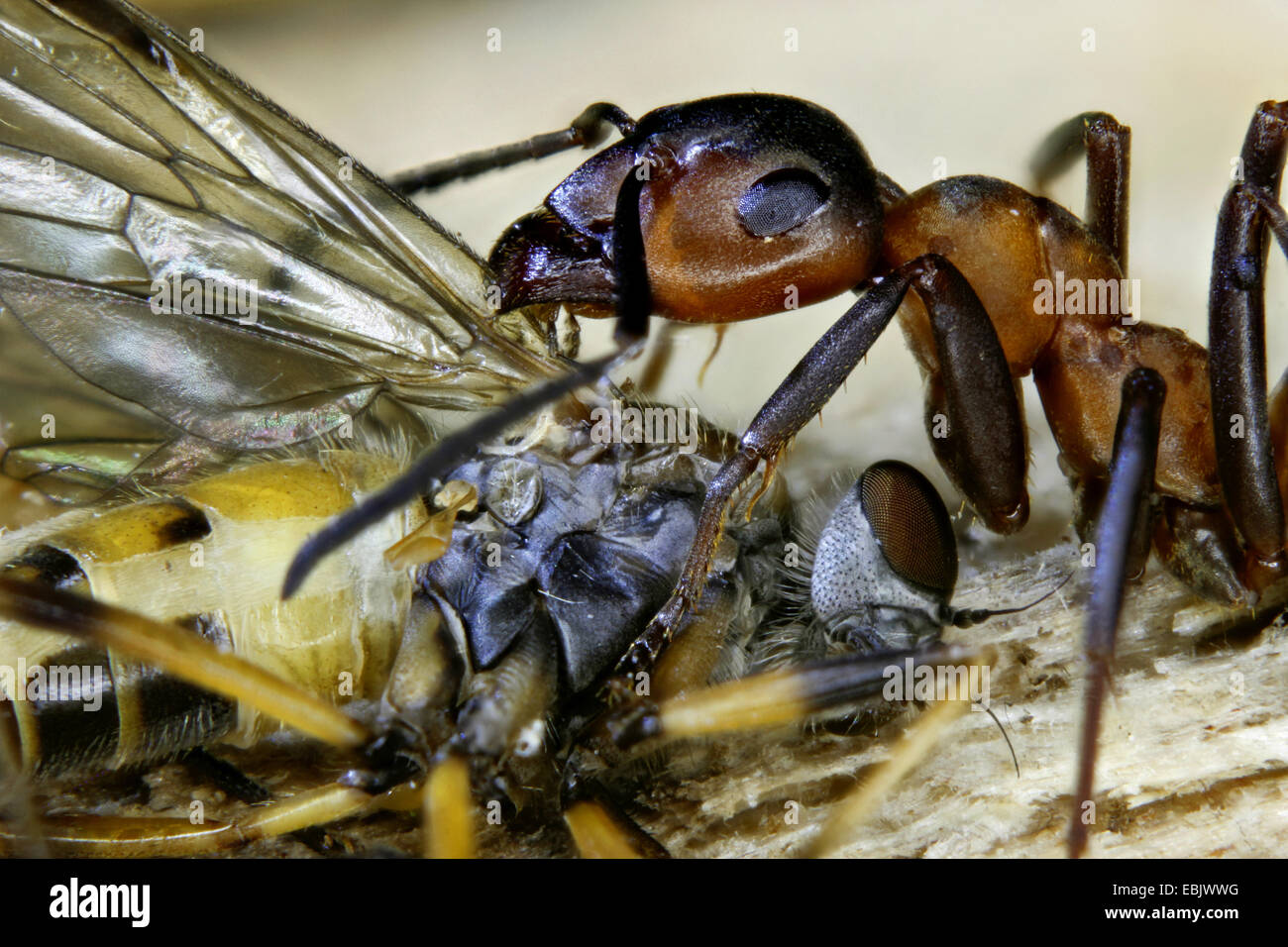 Timber Fly wood ant (Formica rufa), with caught fly, Mecklenburg Vorpommern Stock ...