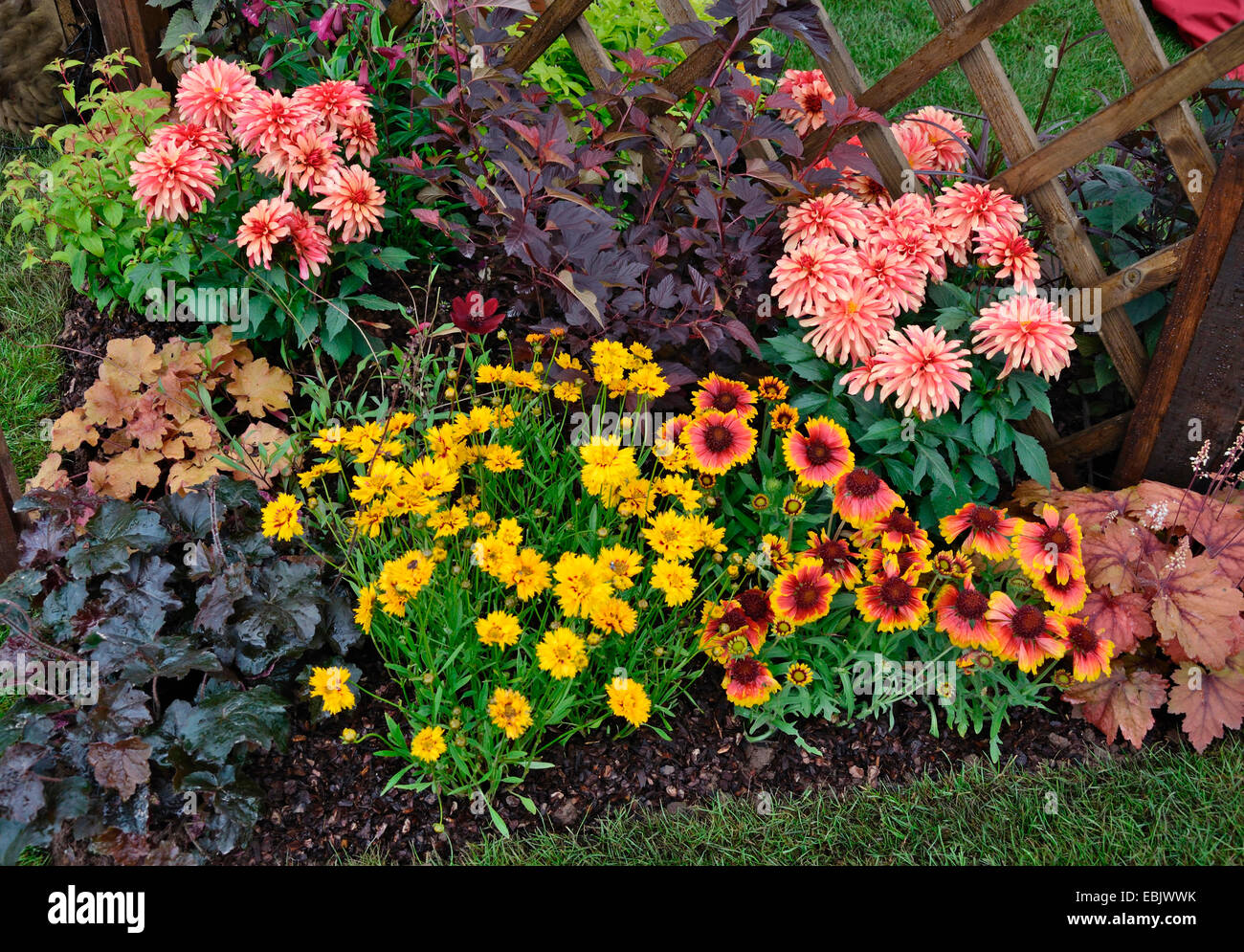 Detail of a garden border with Heuchera, Helenium and Dahlias Stock Photo