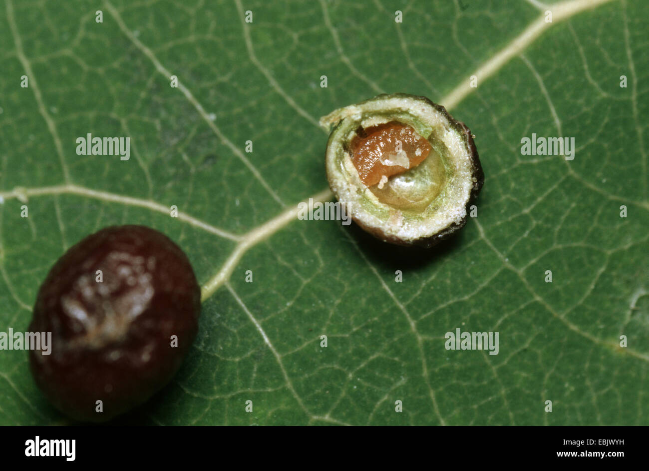 aspen leaf gall midge (Harmandia tremulae, Harmandiola tremulae), opened gall with larva at European aspen (Populus tremula), Germany Stock Photo