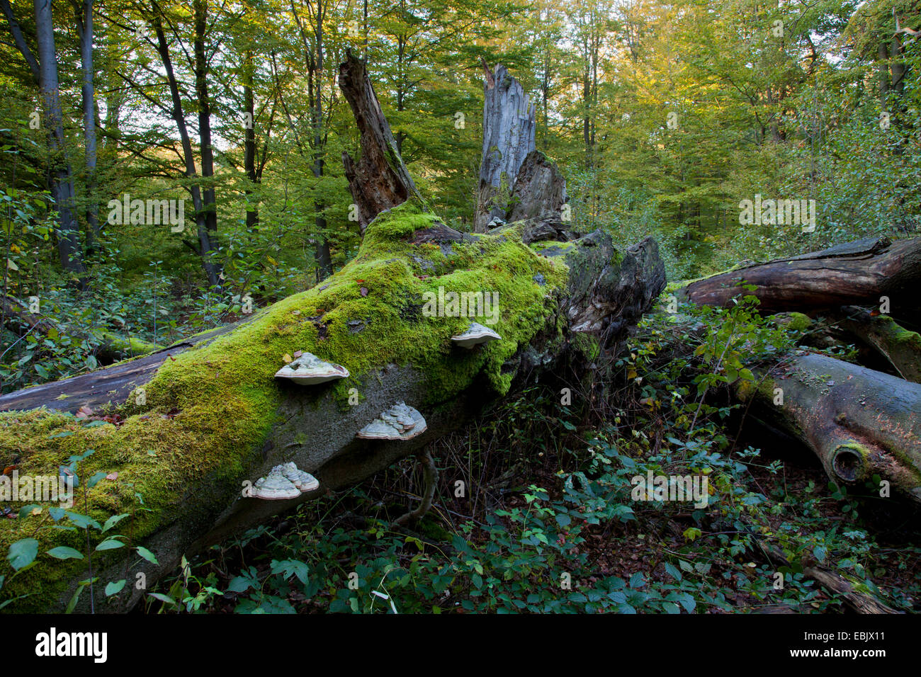 common beech (Fagus sylvatica), dead tree in Sababurg forest, Germany, Hesse, Reinhardswald Stock Photo