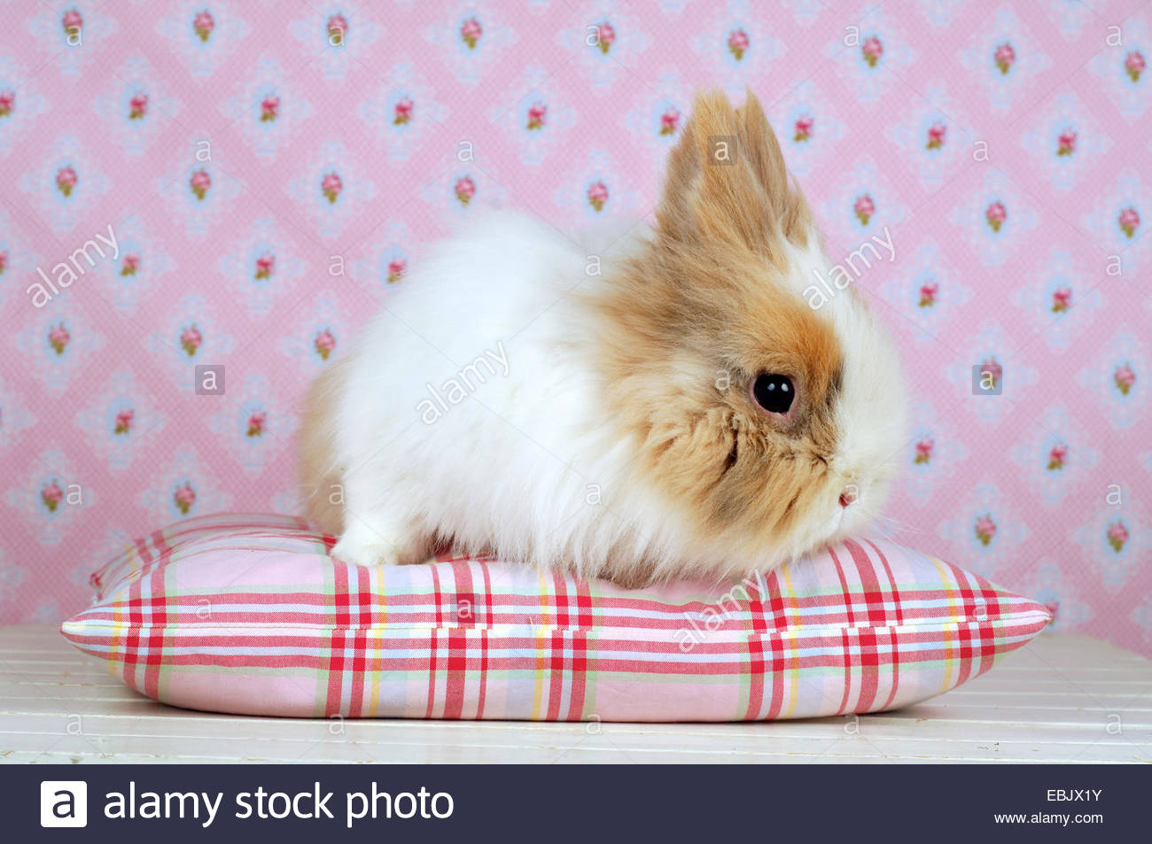 Lionhead Rabbit Oryctolagus Cuniculus F Domestica Sitting On A