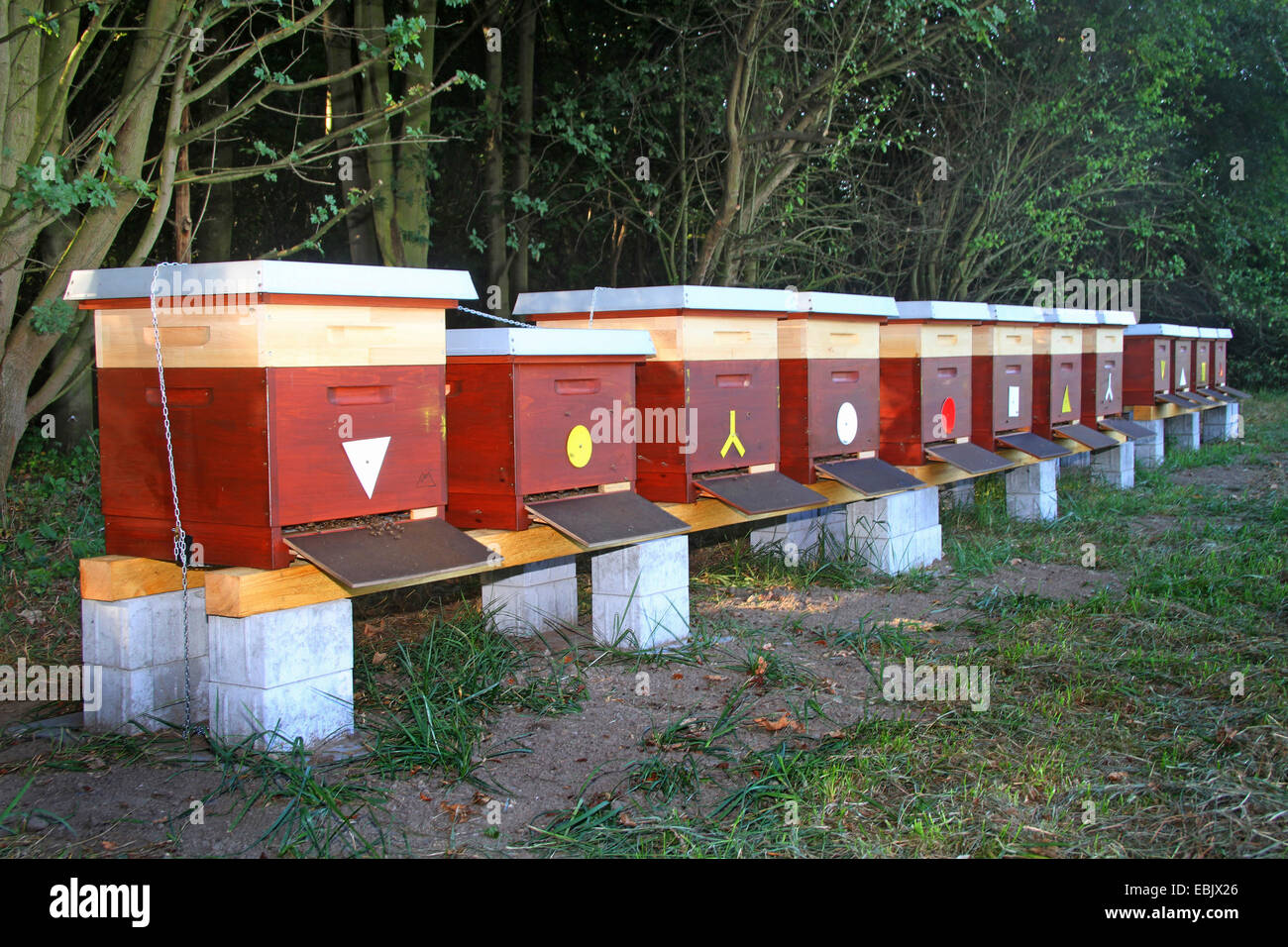 honey bee, hive bee (Apis mellifera mellifera), row of beehives, Germany, North Rhine-Westphalia Stock Photo
