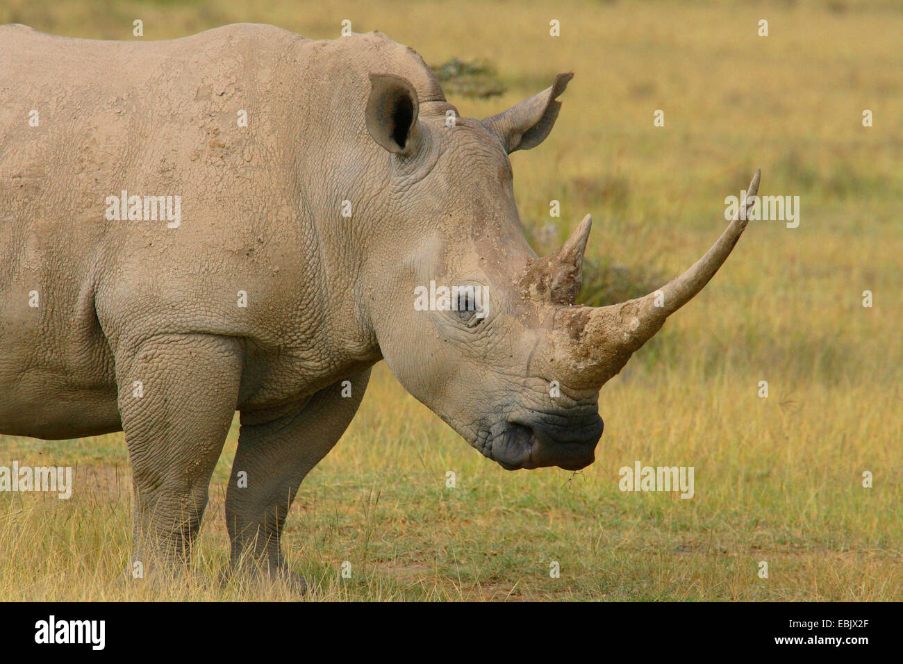 white rhinoceros, square-lipped rhinoceros, grass rhinoceros (Ceratotherium simum), in savanna, Kenya Stock Photo