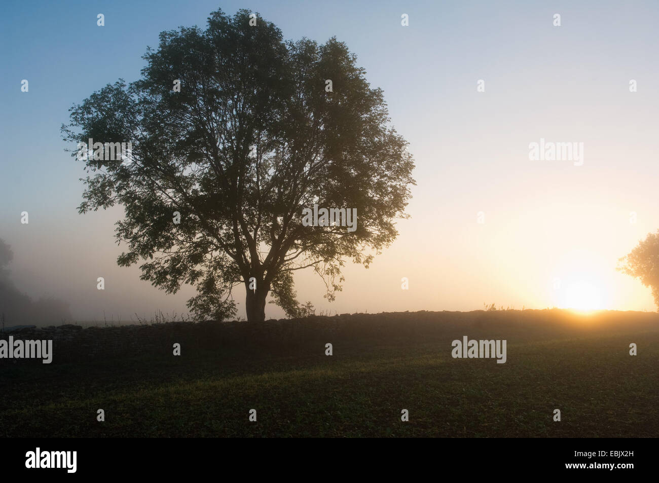 Silhouetted tree in field at sunset Stock Photo
