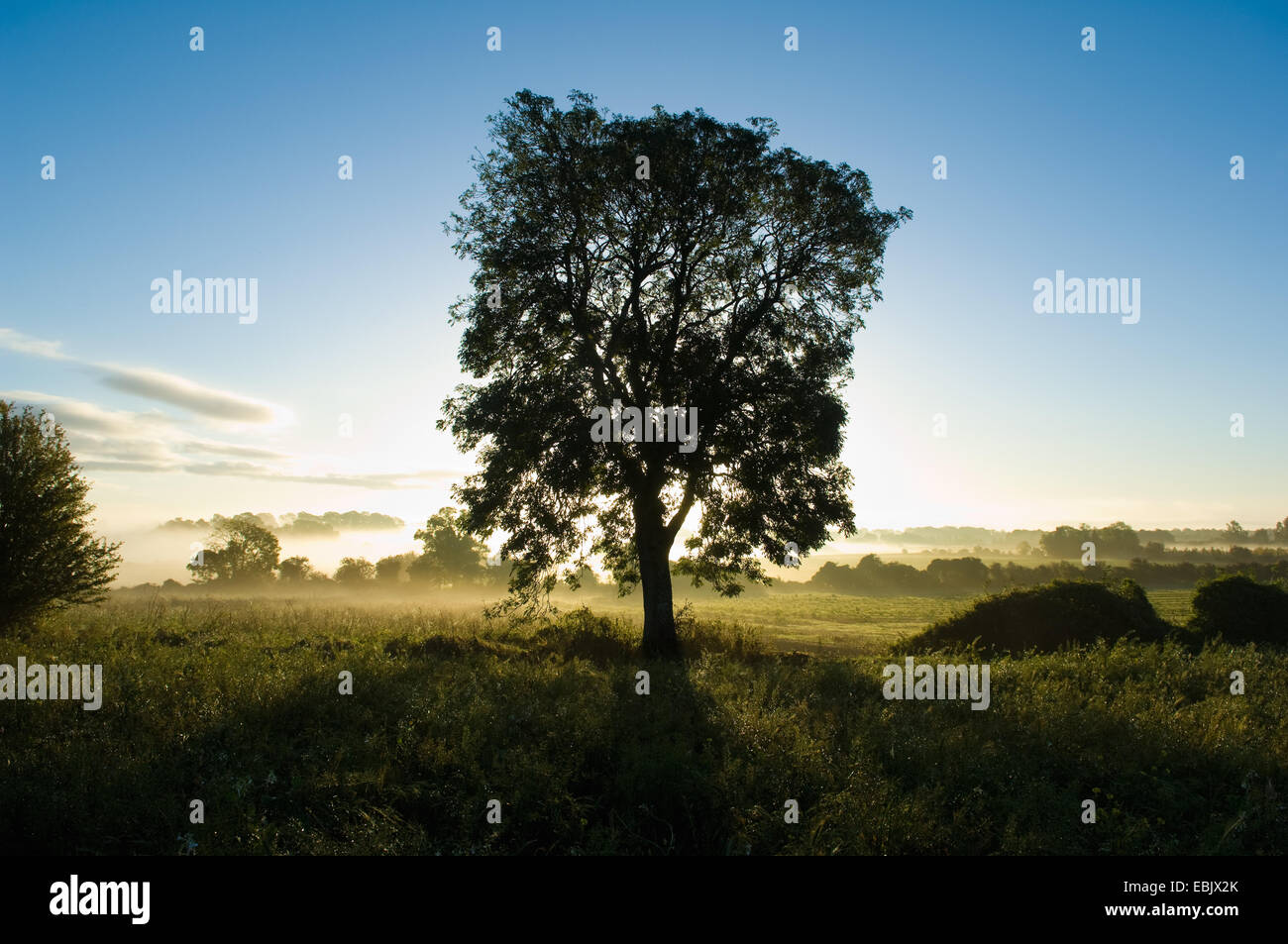 Silhouetted tree in field at dawn Stock Photo