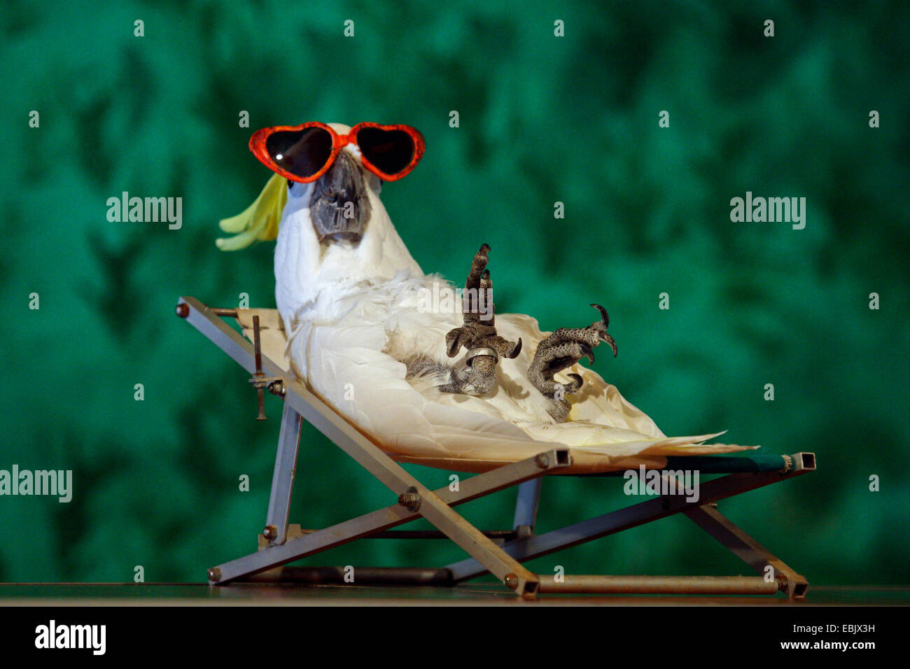 Funny Deck Chairs Stock Photos & Funny Deck Chairs Stock Images Alamy