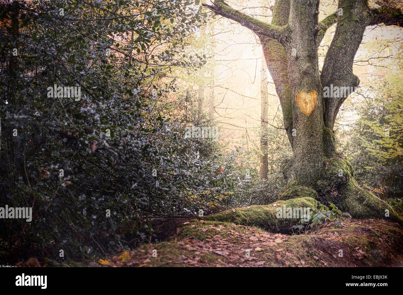 Heart shape carved into old tree in misty forest Stock Photo