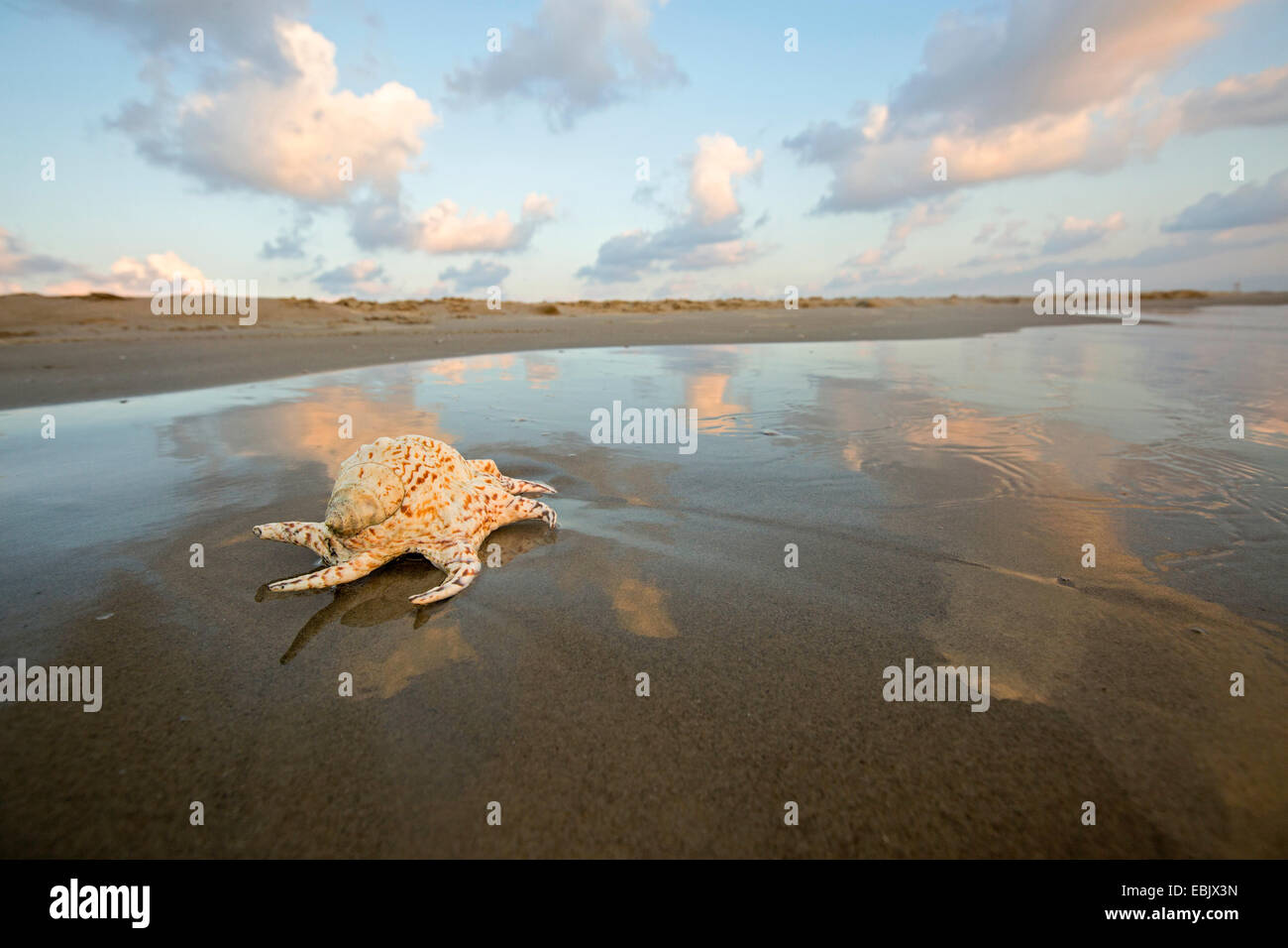 Purple dye murex or the spiny dye-murex (Bolinus brandaris) on beach, Israel Stock Photo