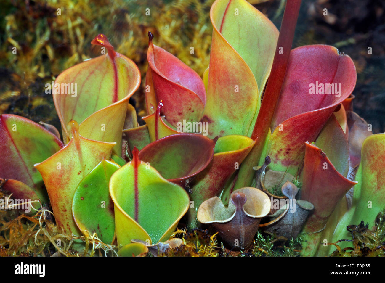 sun pitcher (Heliamphora heterodoxa), leaftraps Stock Photo