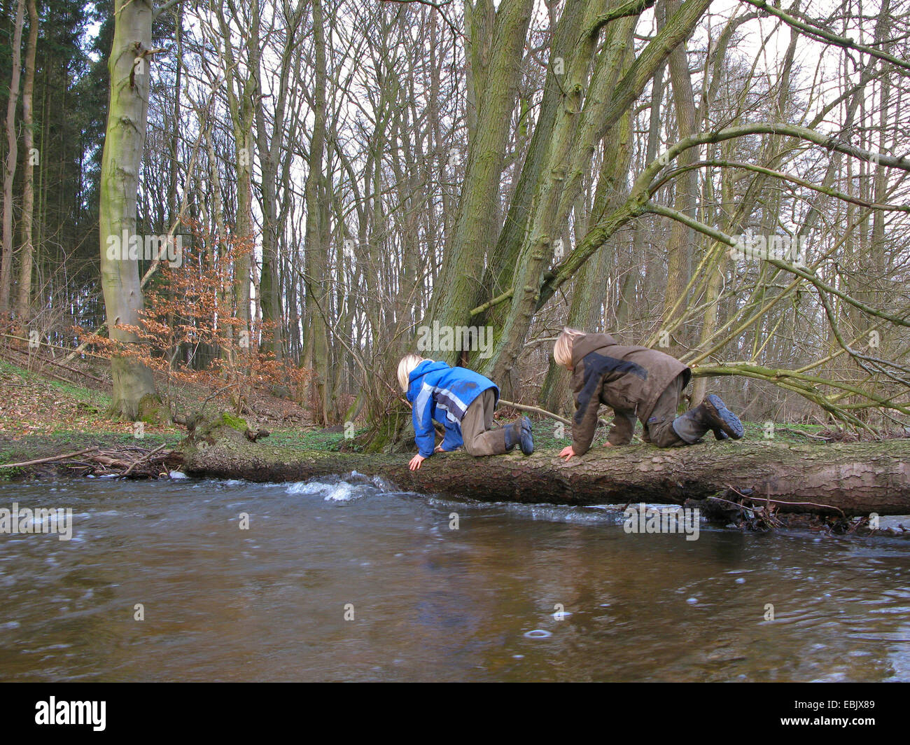 two children crawling over a tree stem over a forest creek, Germany Stock Photo