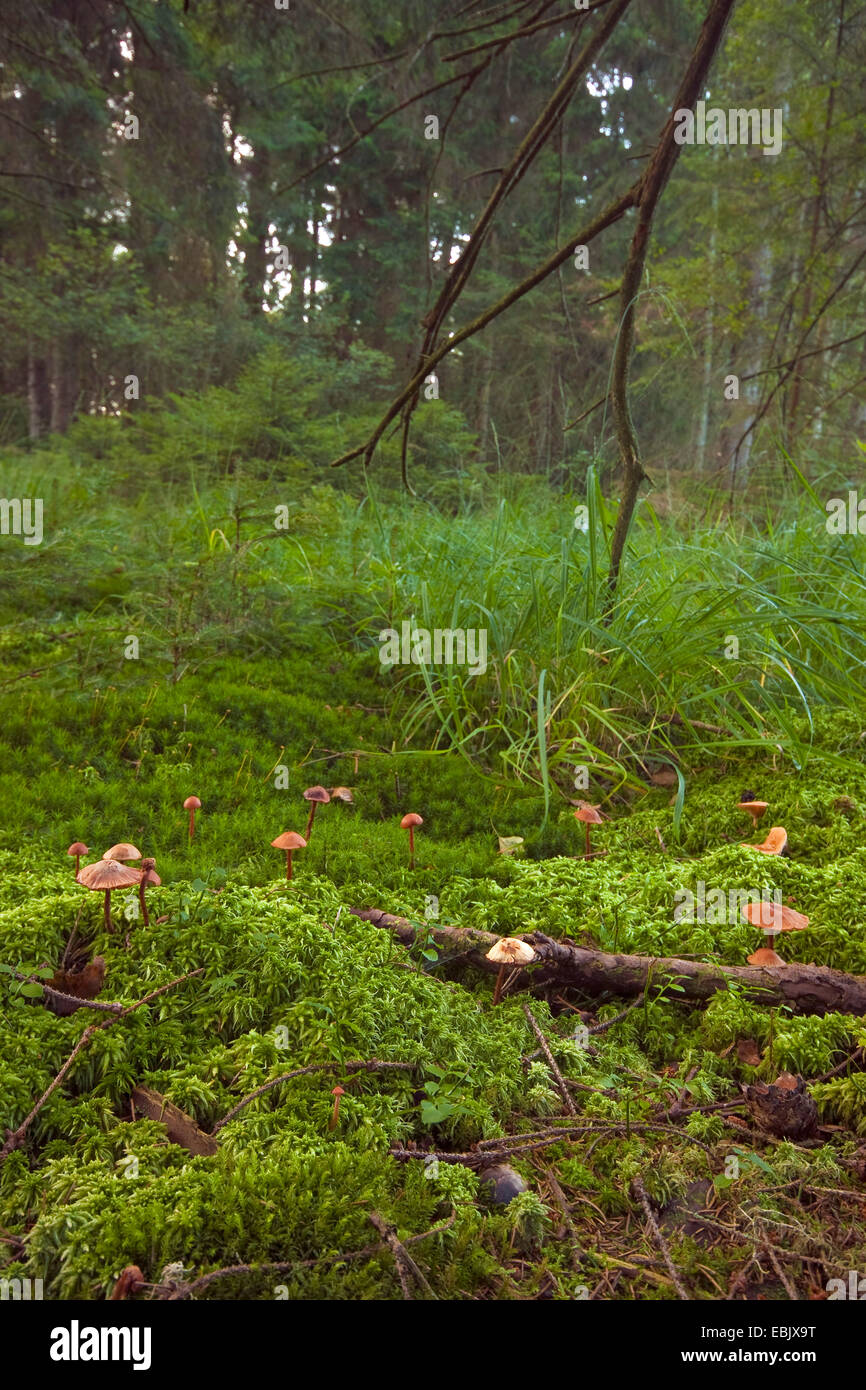 purple moor-grass (Molinia caerulea), moist place on a forest ground with Sphagnum and mushrooms, Germany, Rhineland-Palatinate Stock Photo