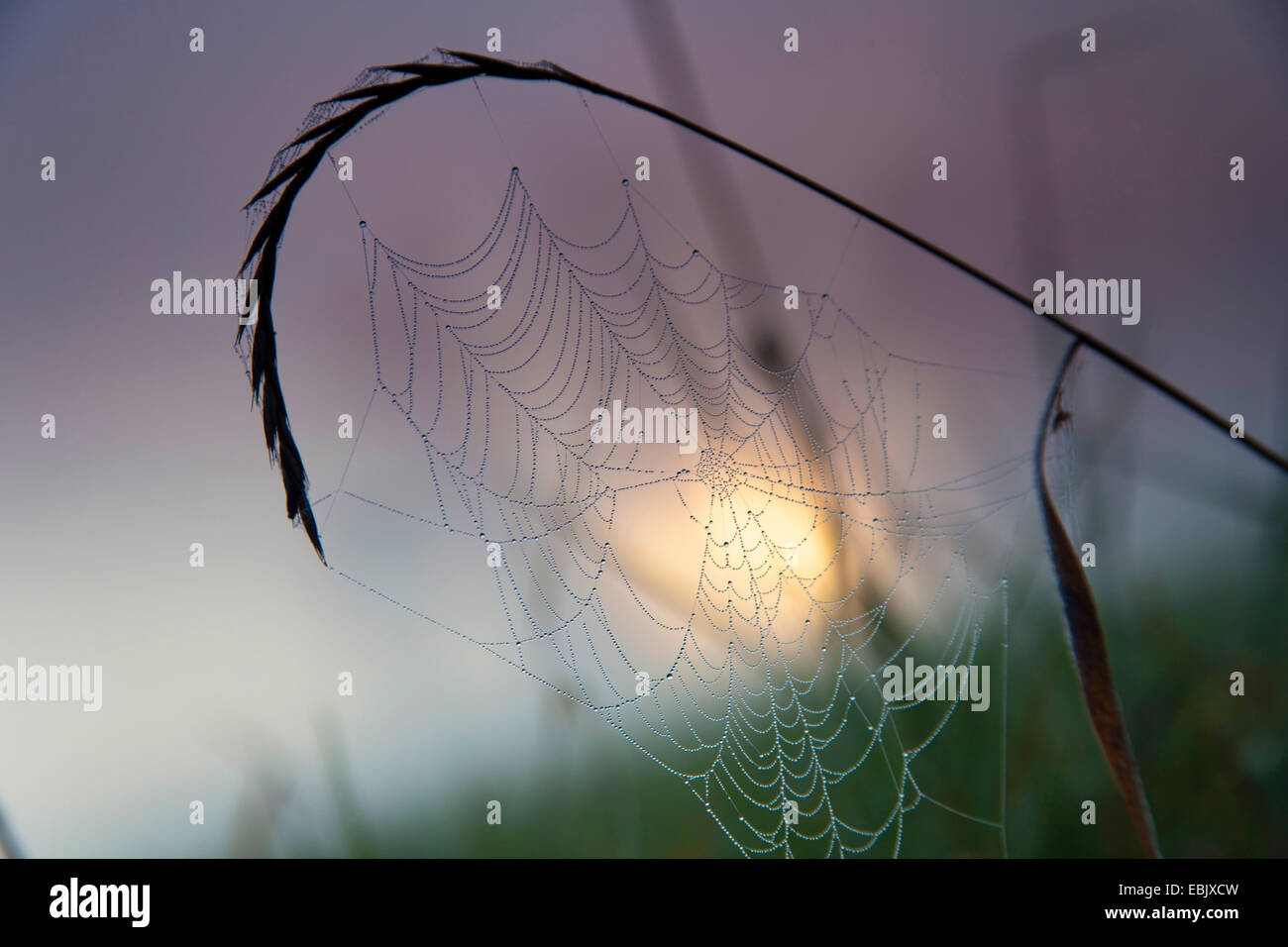 quackgrass (Agropyron repens, Elymus repens), spider web heavy from the morning dew fixes at a blade of grass in front of sunrise and morning fog over a meadow landscape, Germany, Saxony, Vogtlaendische Schweiz Stock Photo
