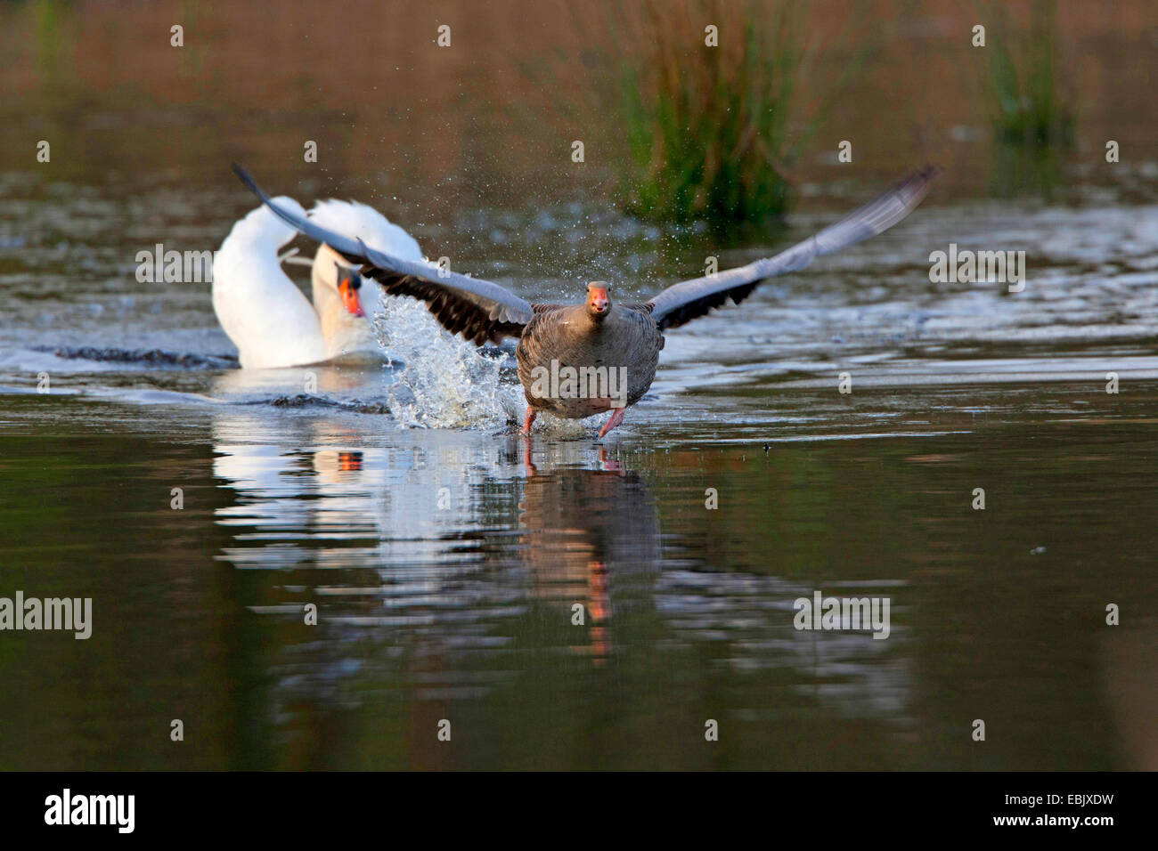 mute swan (Cygnus olor), persecuting waterfowl, Germany Stock Photo