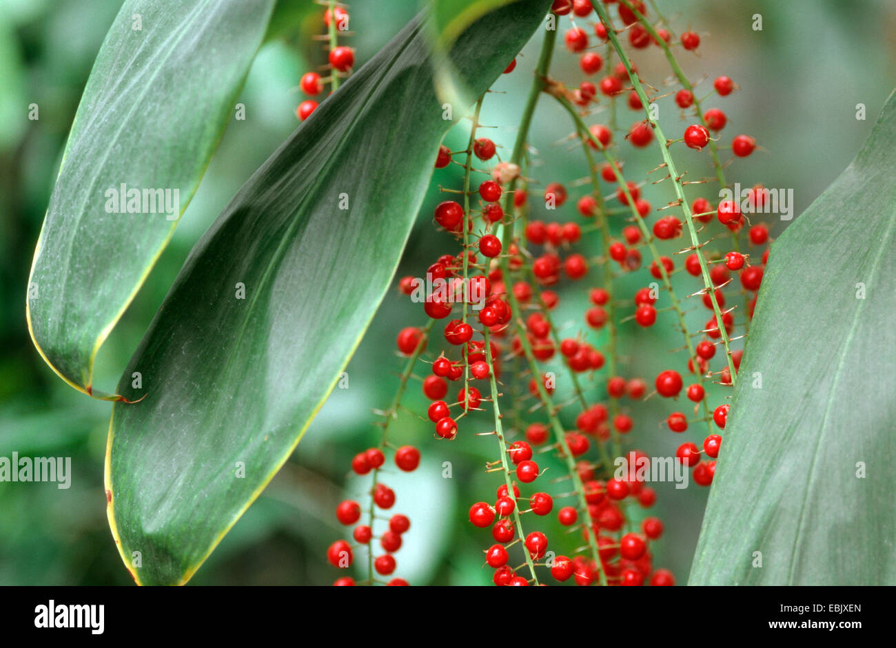 Giant Plam Lily, Swamp Palm Lily (Cordyline manners-suttoniae, Cordyline mannerssuttoniae), with fruits Stock Photo