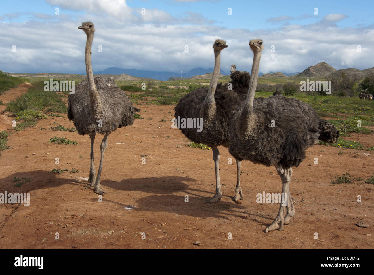 ostrich (Struthio camelus), three ostriches standing in savanna, South Africa, Western Cape Stock Photo