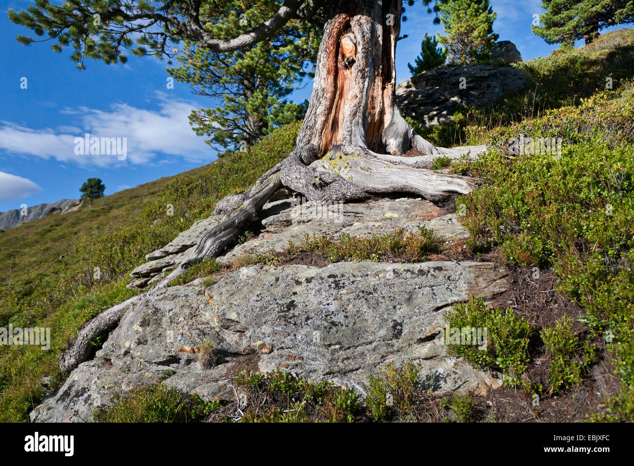 Tree Roots Over Rock High Resolution Stock Photography and Images Alamy