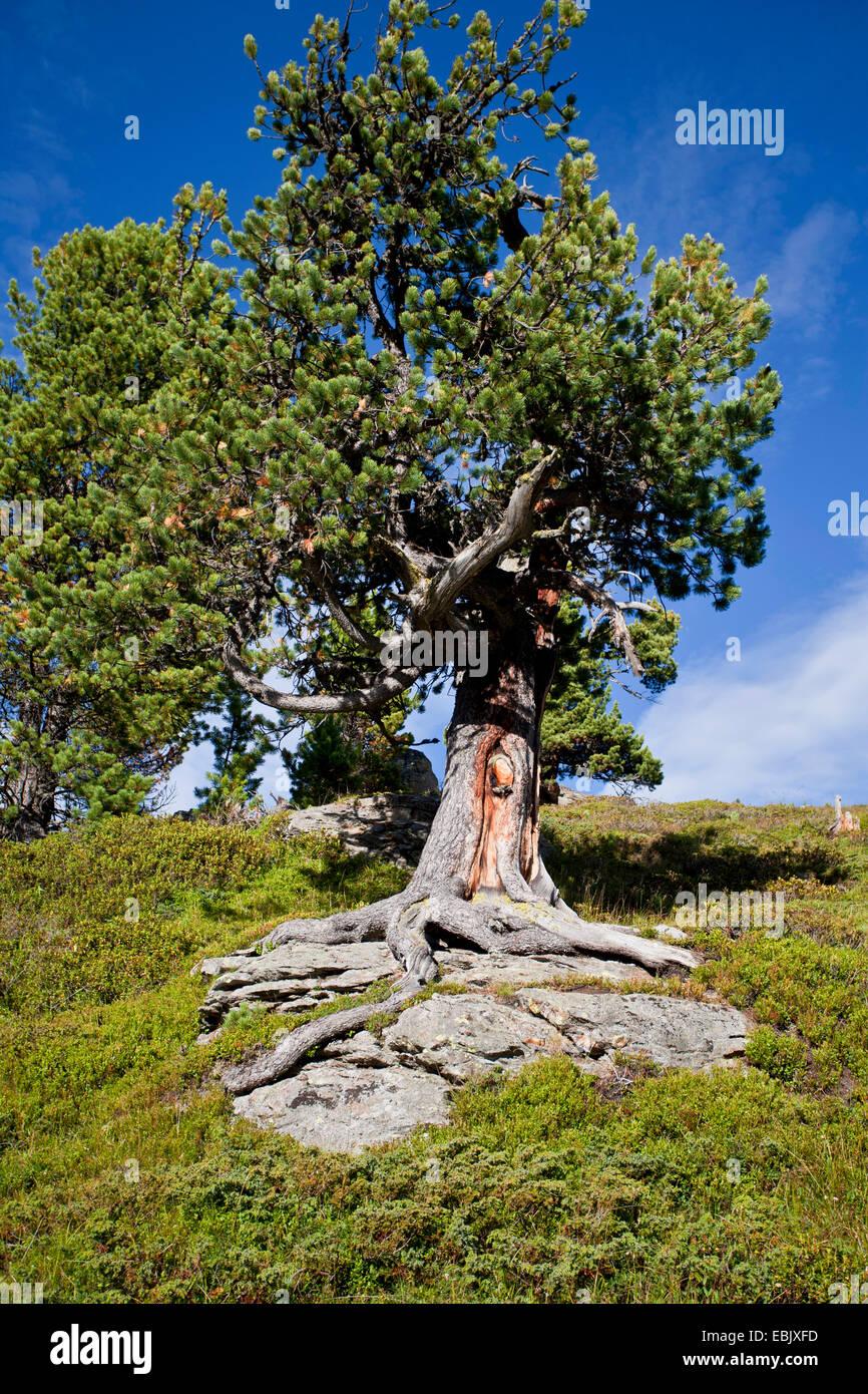 Scotch pine, scots pine (Pinus sylvestris), roots growing over rock at a mountain slope, Austria Stock Photo