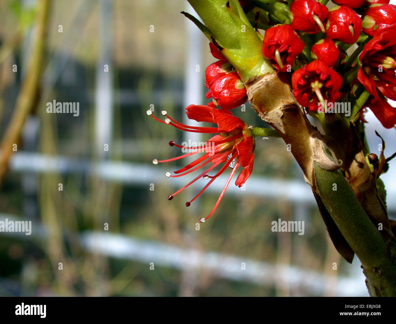 Natal bottlebrush (Greyia sutherlandii), flower Stock Photo