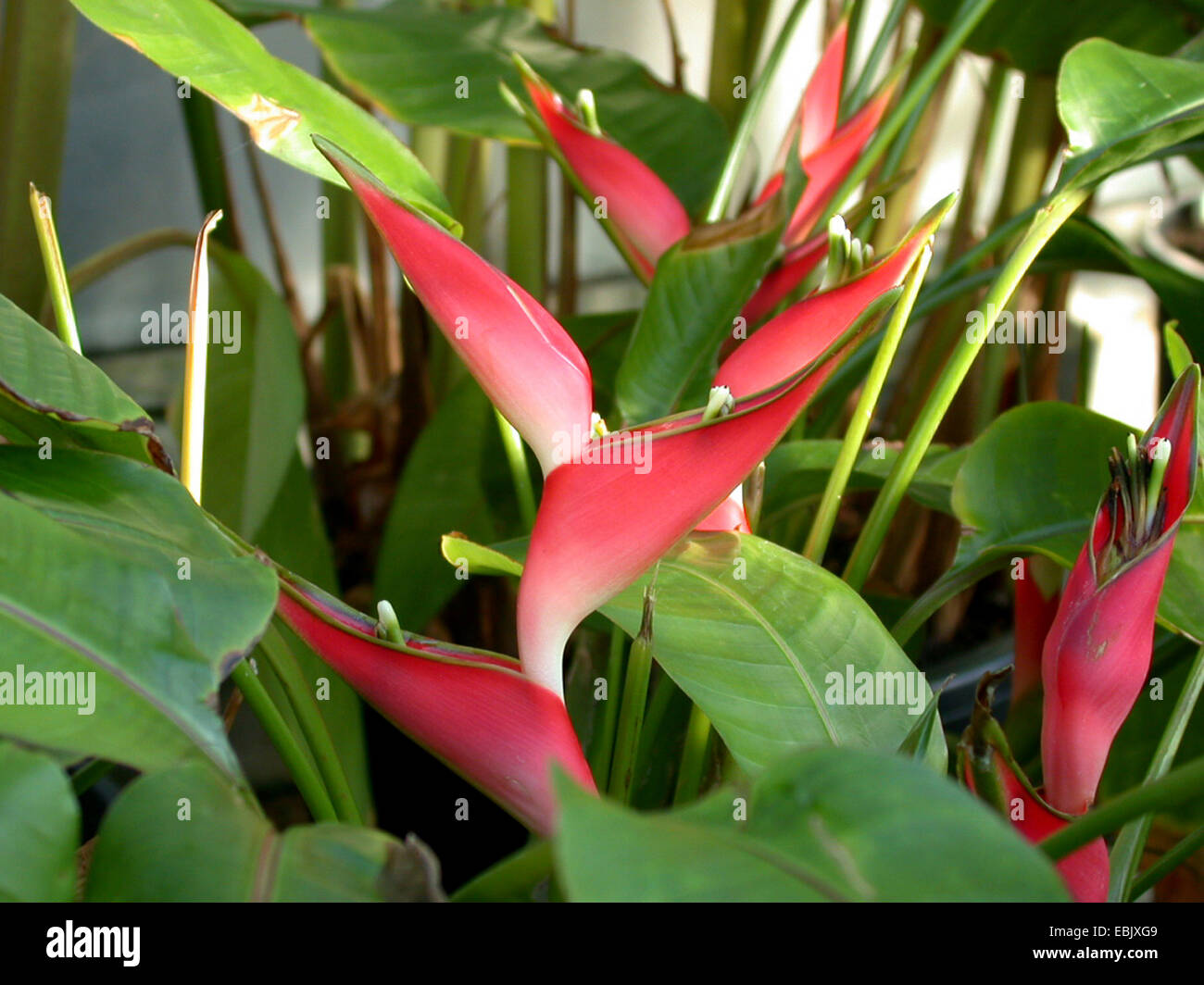 heliconia (Heliconia stricta), inflorescence Stock Photo