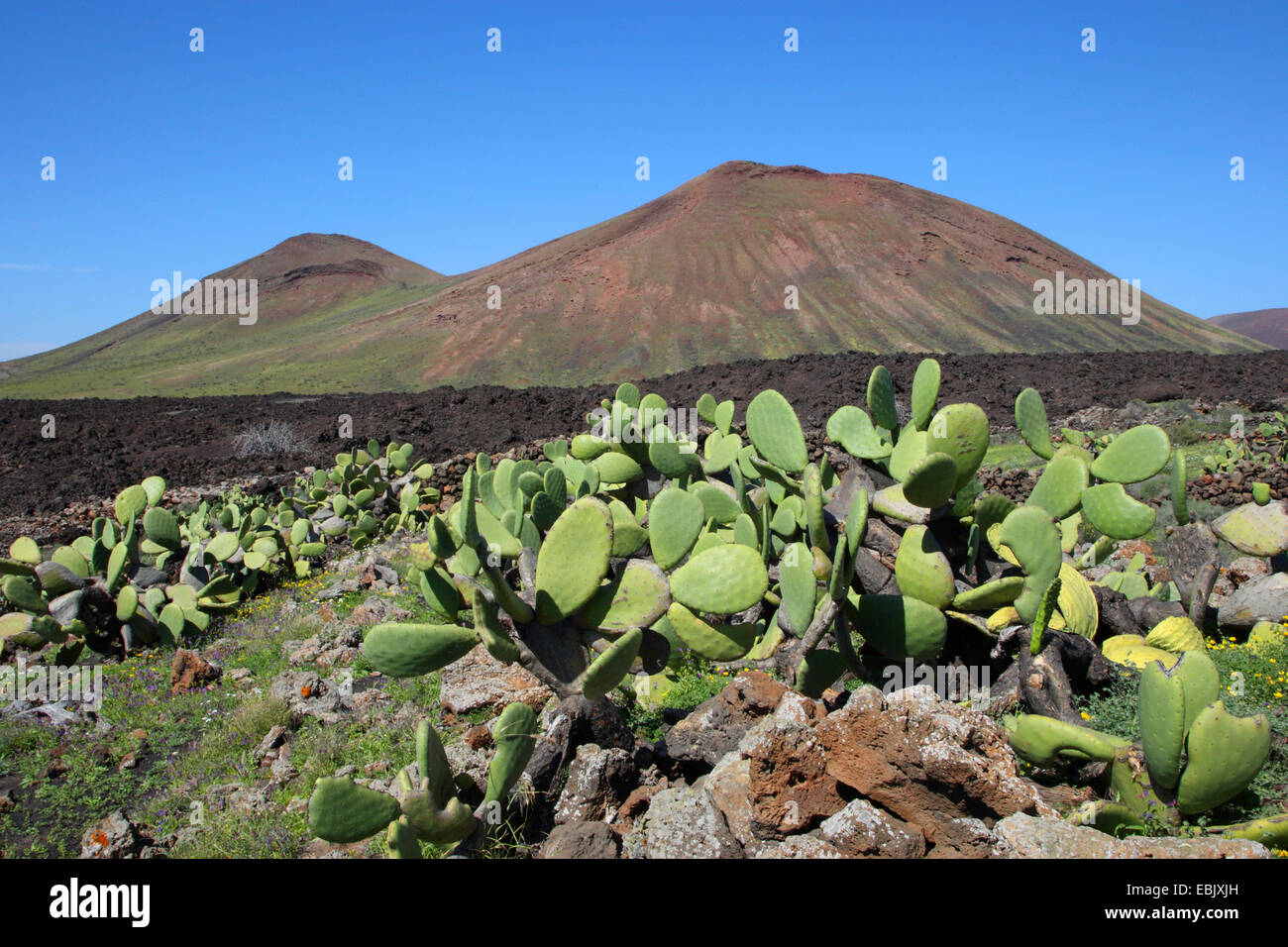 Indian fig, cactus pear (Opuntia ficus-indica, Opuntia ficus-barbarica), in volcano landscape, Canary Islands, Lanzarote Stock Photo