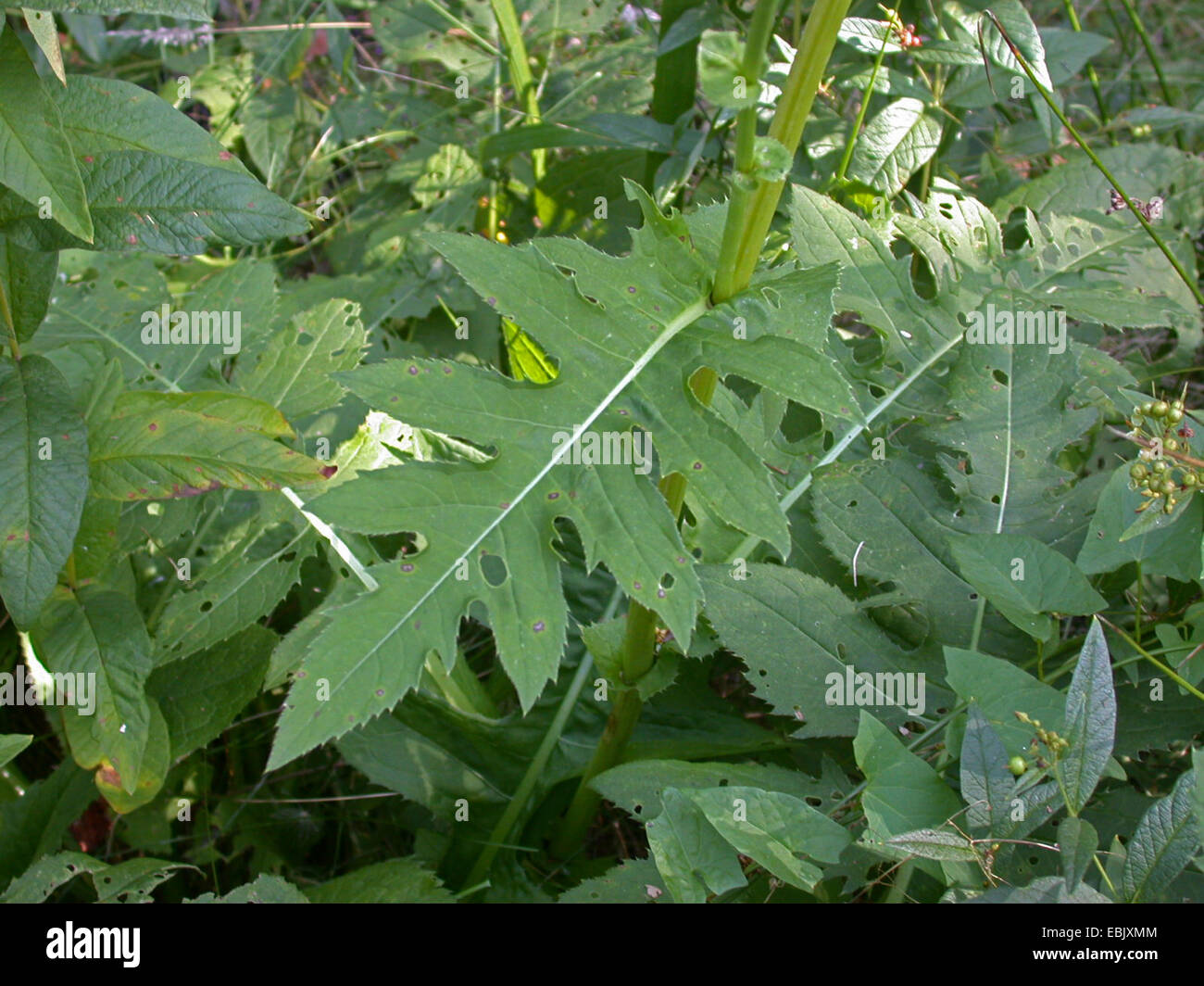 cabbage thistle (Cirsium oleraceum), leaf, Germany Stock Photo