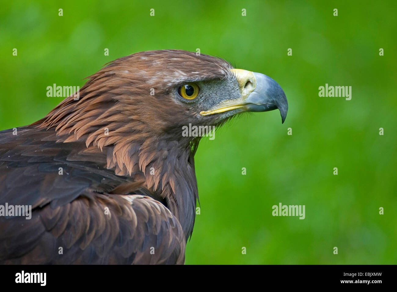 golden eagle (Aquila chrysaetos), portrait, Germany Stock Photo