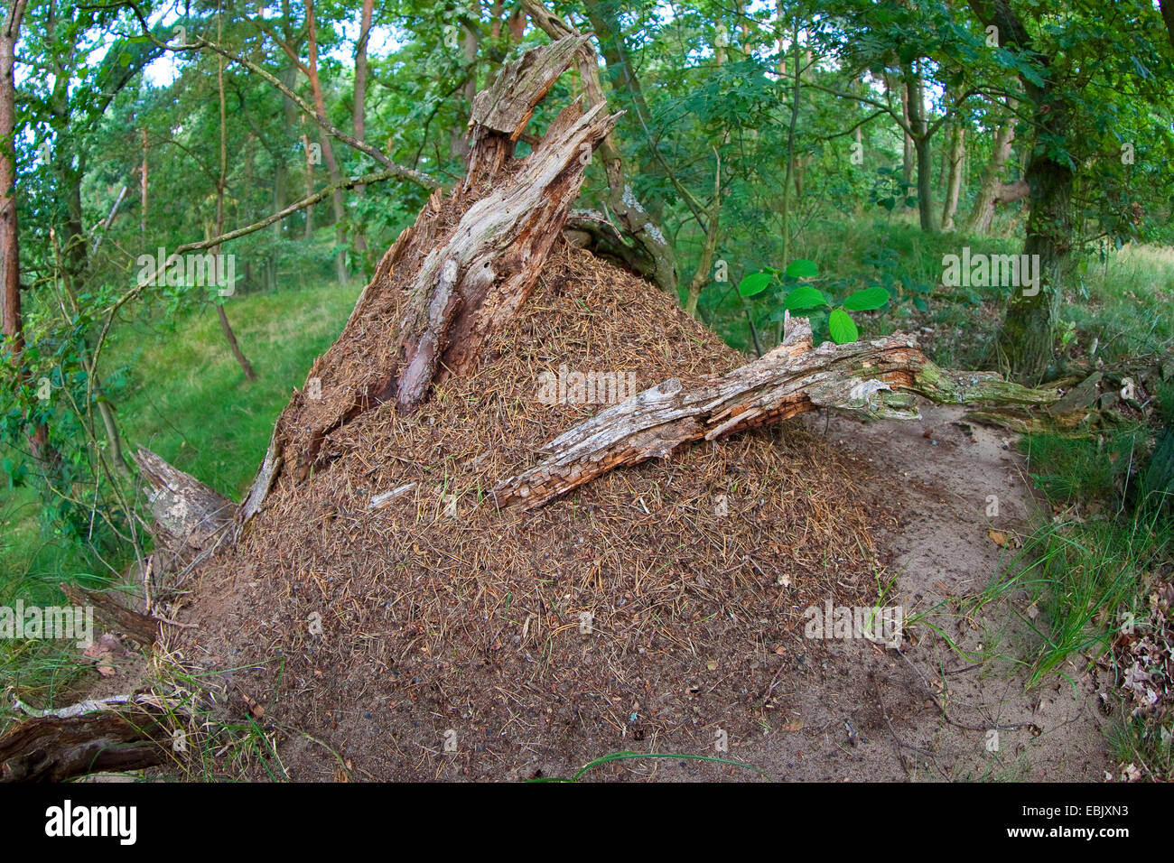 Wood Ants (Formica spec. ), ant hill in a forest, Germany Stock Photo