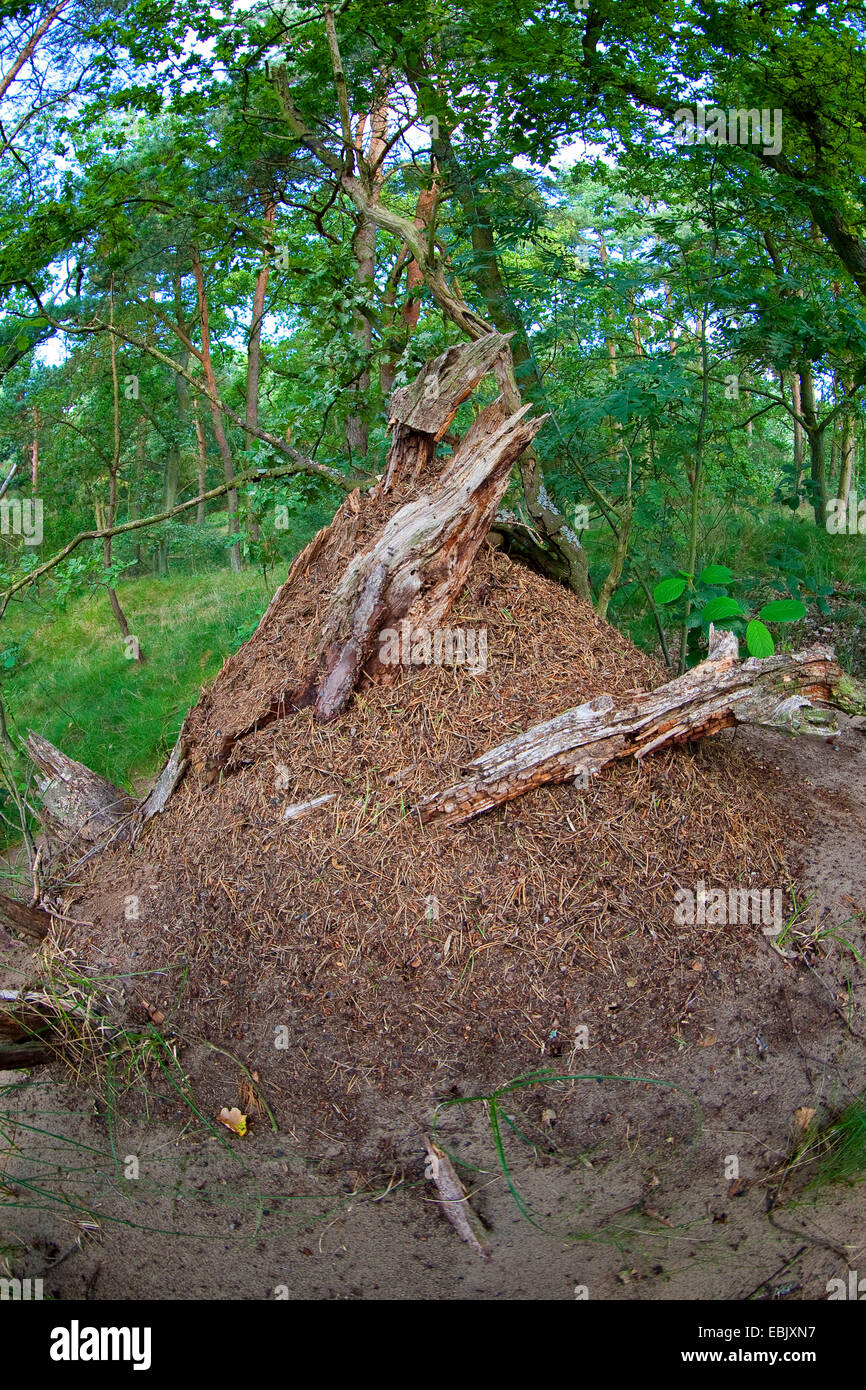 Wood Ants (Formica spec. ), ant hill in a forest, Germany Stock Photo