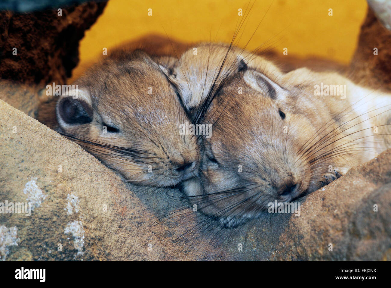 Sleep on rock hi-res stock photography and images - Alamy