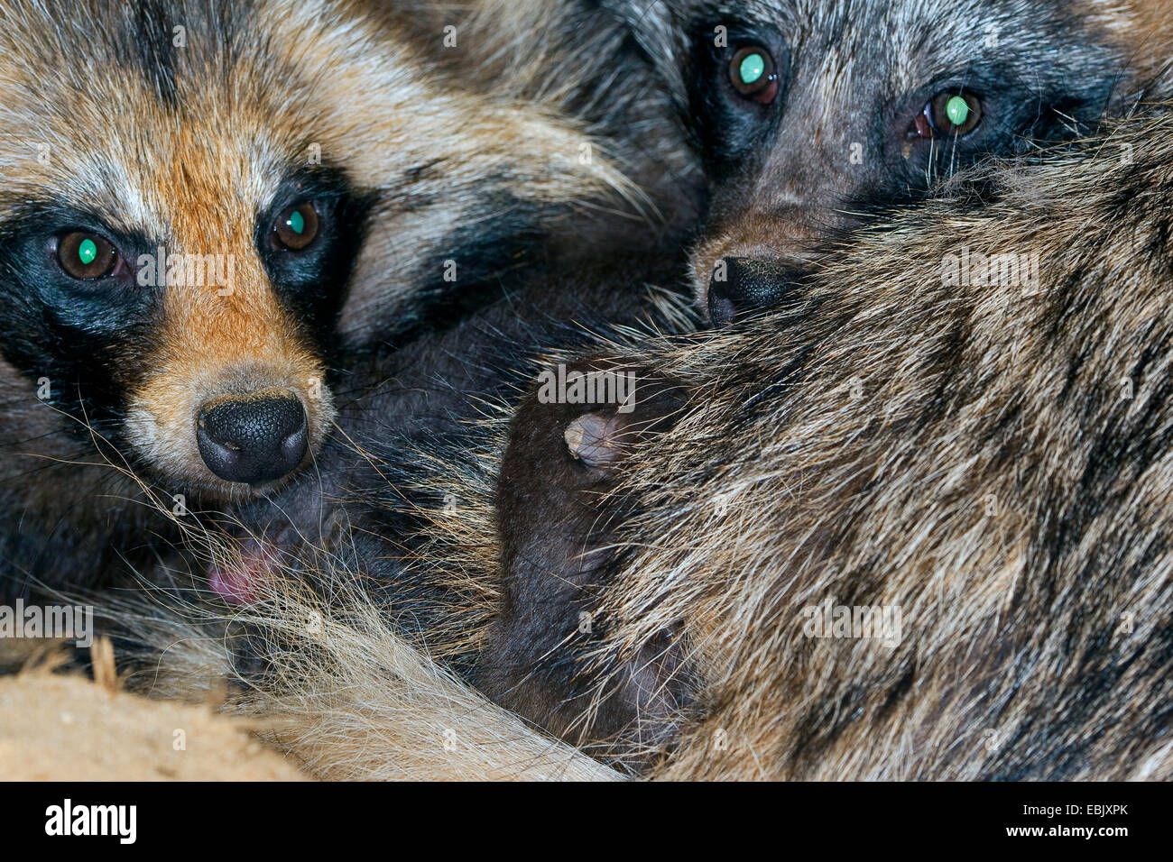raccoon dog (Nyctereutes procyonoides), parents thoughtfully warming up the new born puppies, Germany Stock Photo