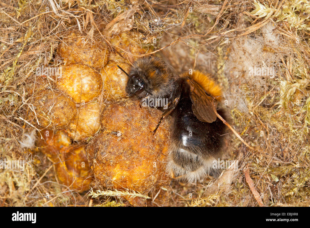 Tree bumblebee queen nest hires stock photography and images Alamy