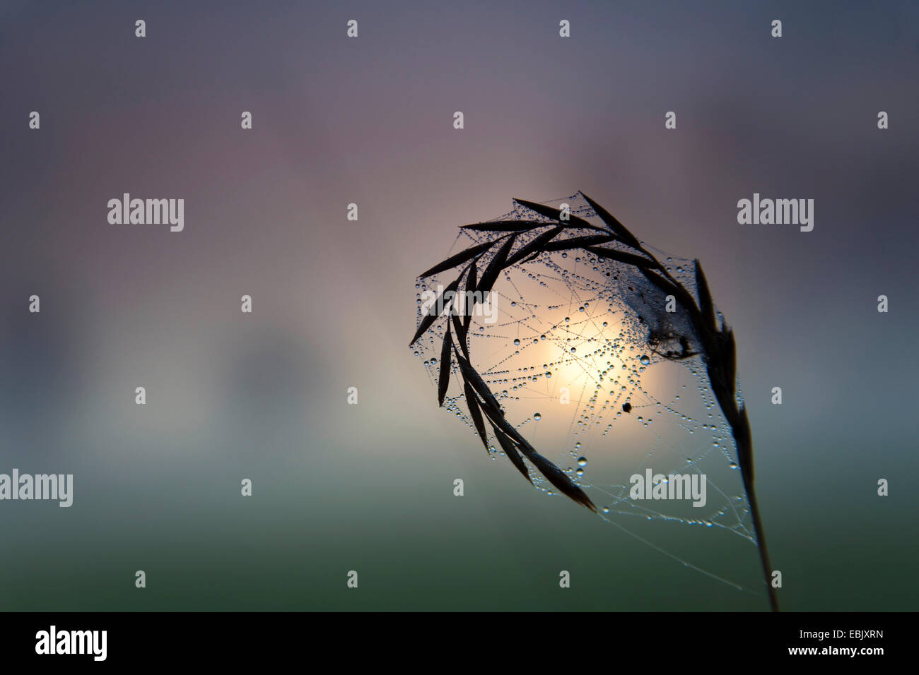 quackgrass (Agropyron repens, Elymus repens), spider web heavy from the morning dew fixes at a blade of grass in front of sunrise and morning fog over a meadow landscape, Germany, Saxony, Vogtlaendische Schweiz Stock Photo