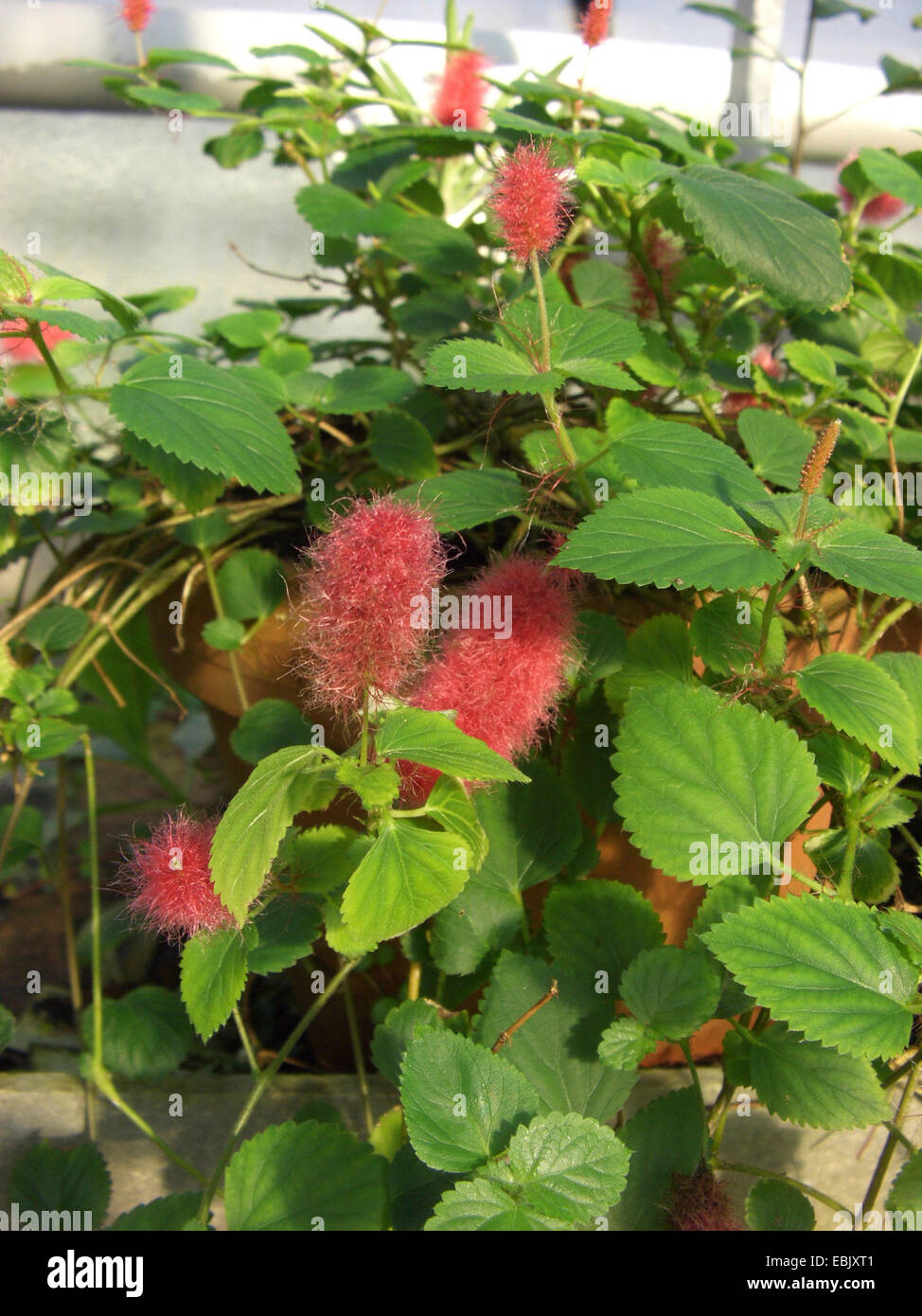 Trailing Red Cattail, Kittens Tail, Dwarf Chenille Plant, Red Cattail plant (Acalypha hispaniolae, Acalypha pendula), blooming Stock Photo