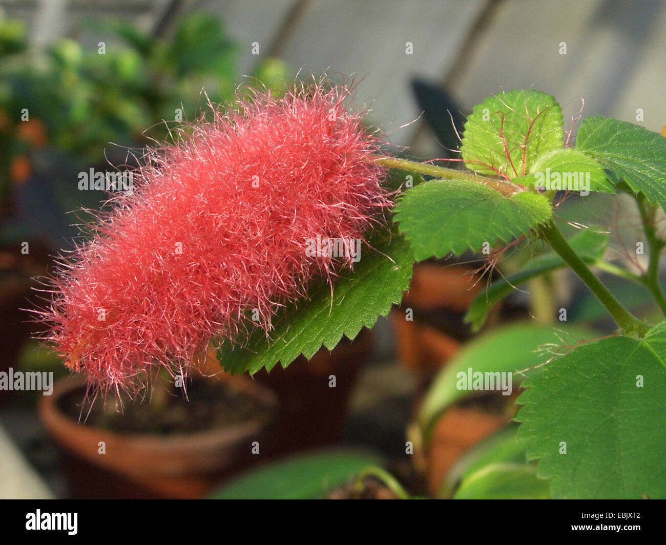 Trailing Red Cattail, Kittens Tail, Dwarf Chenille Plant, Red Cattail plant (Acalypha hispaniolae, Acalypha pendula), inflorescence Stock Photo