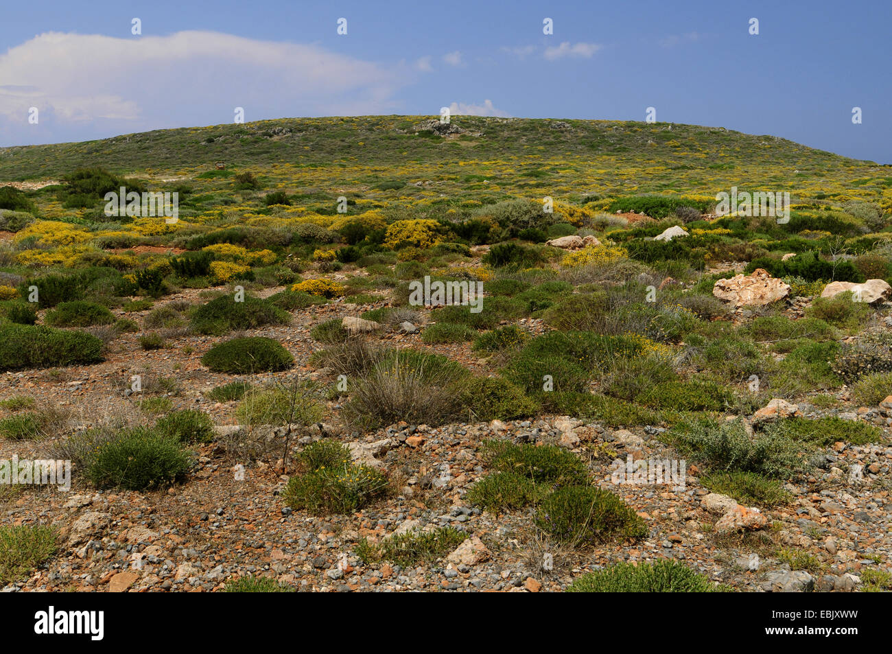 low vegetation in a waste landscape, Greece, Insel Pori Stock Photo