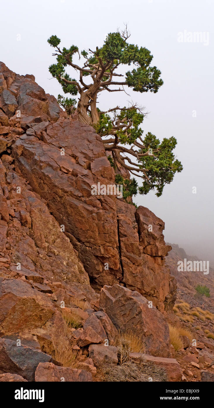 Cypress pines hires stock photography and images Alamy